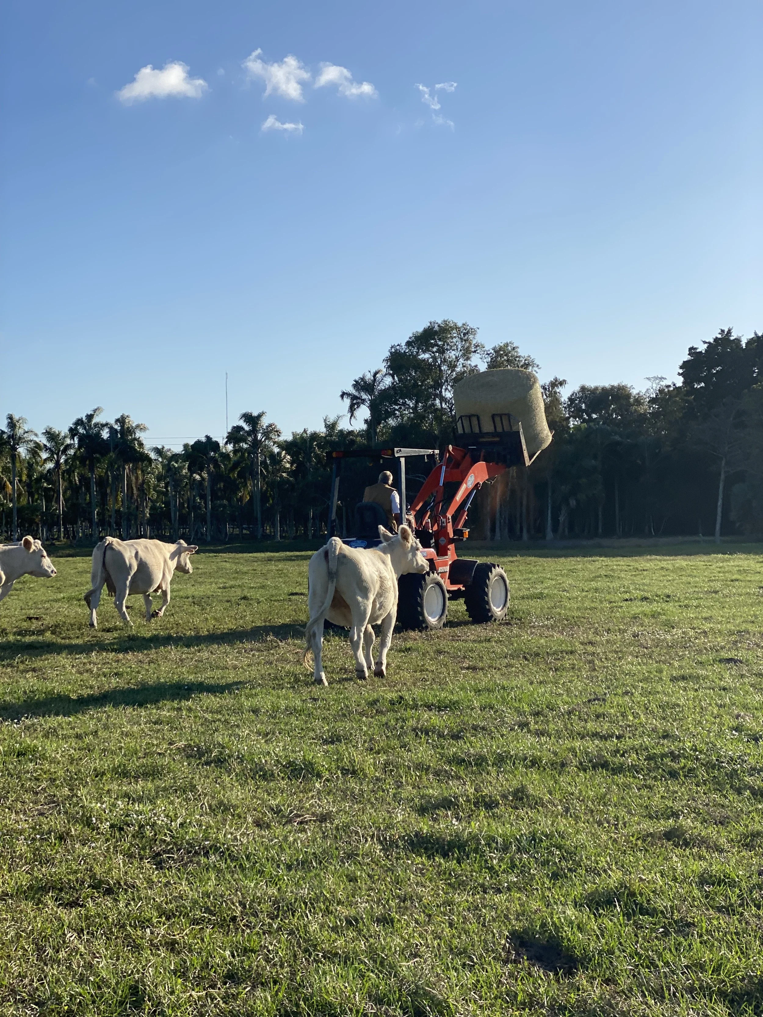A person operating a tractor in a field with cows grazing nearby, large hay bale being lifted, surrounded by trees under a blue sky.