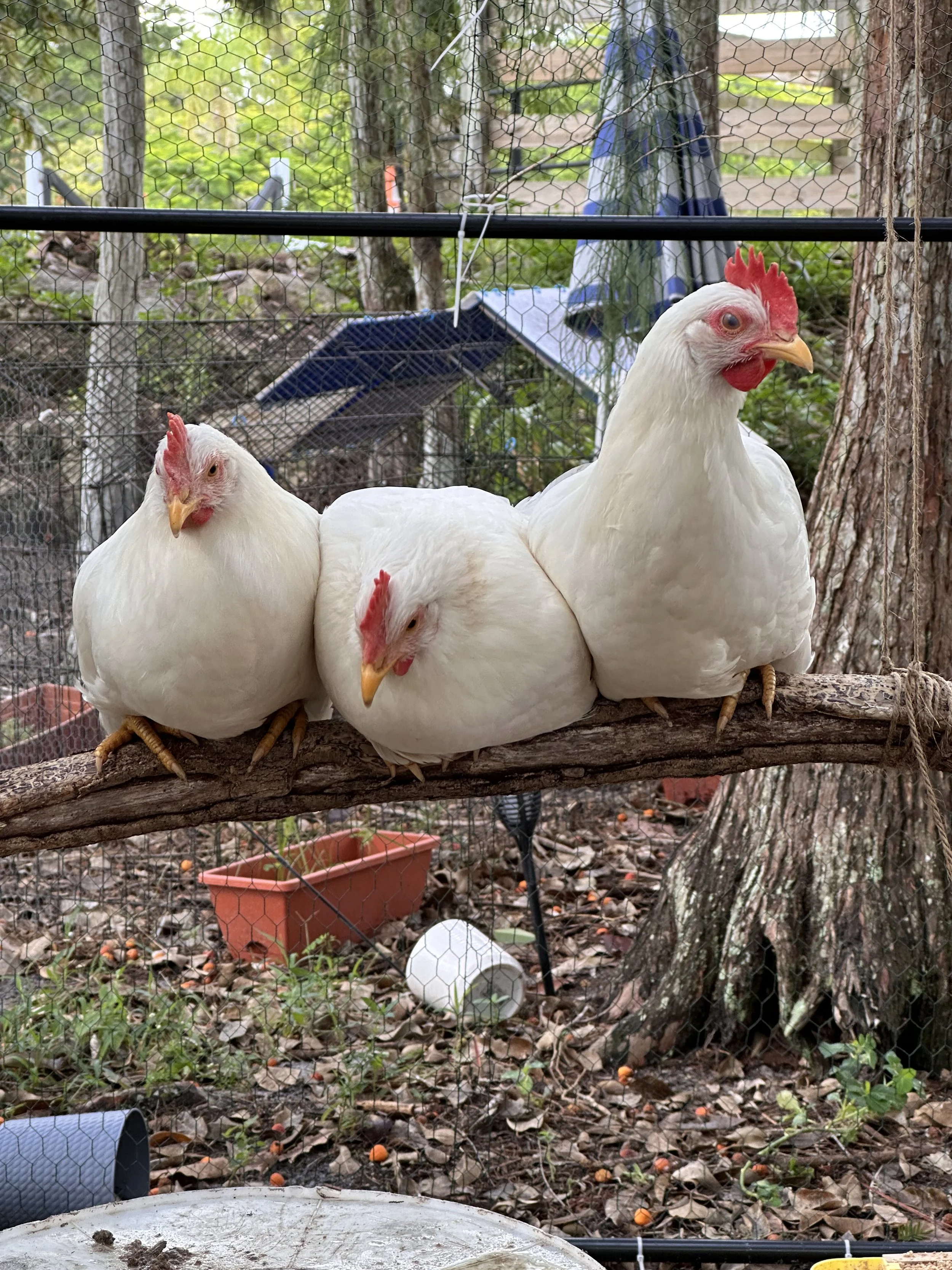 Three white chickens perched on a branch inside a chicken coop with green trees and a wooden fence in the background.
