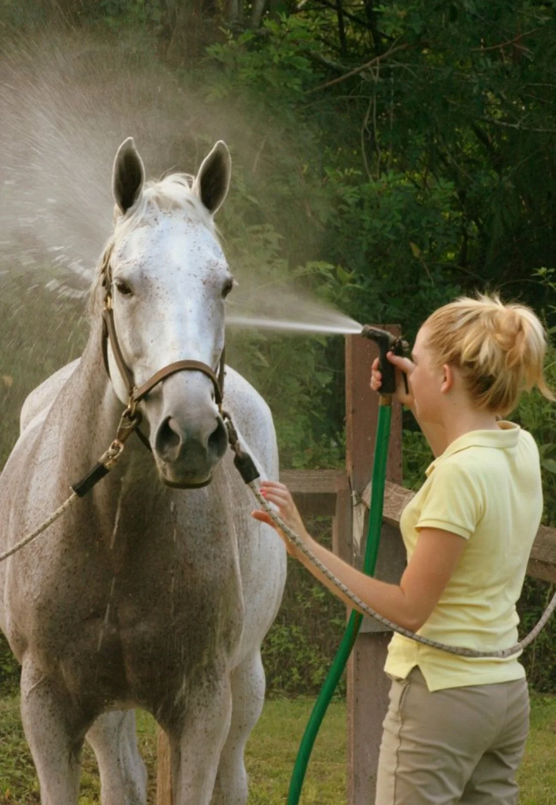 Nina Barr or Barr Farms in a yellow shirt is spraying water on a white horse with gray spots.