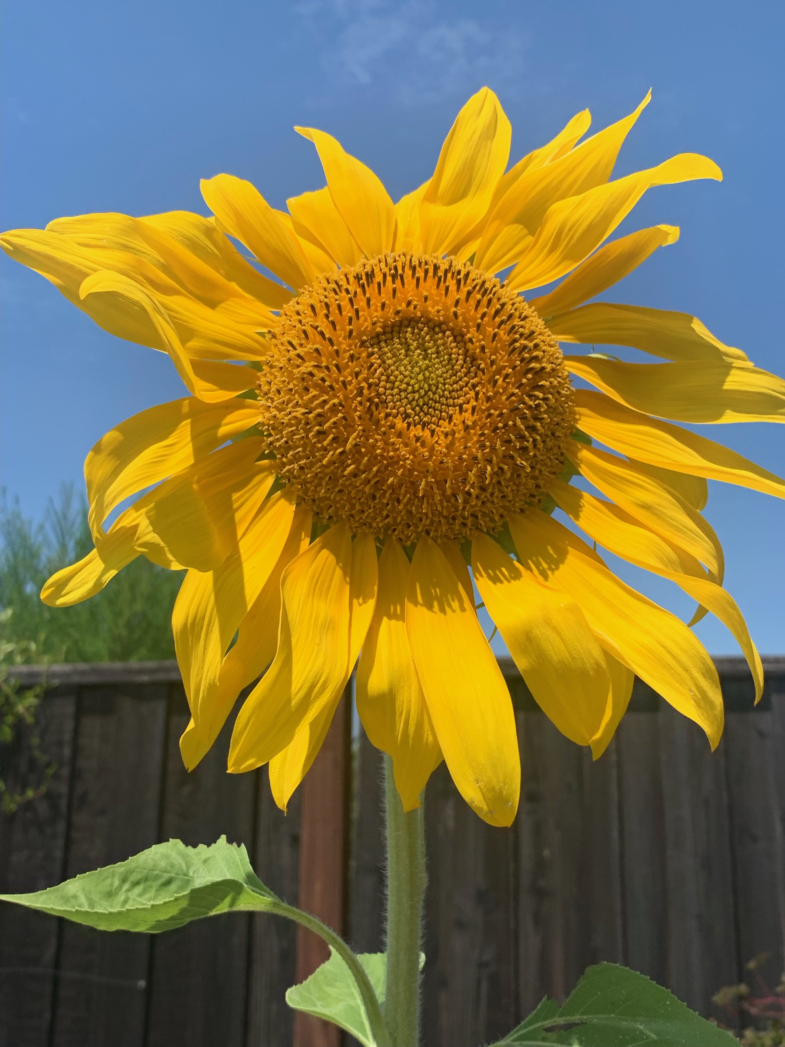 IMG_5408.jpeg