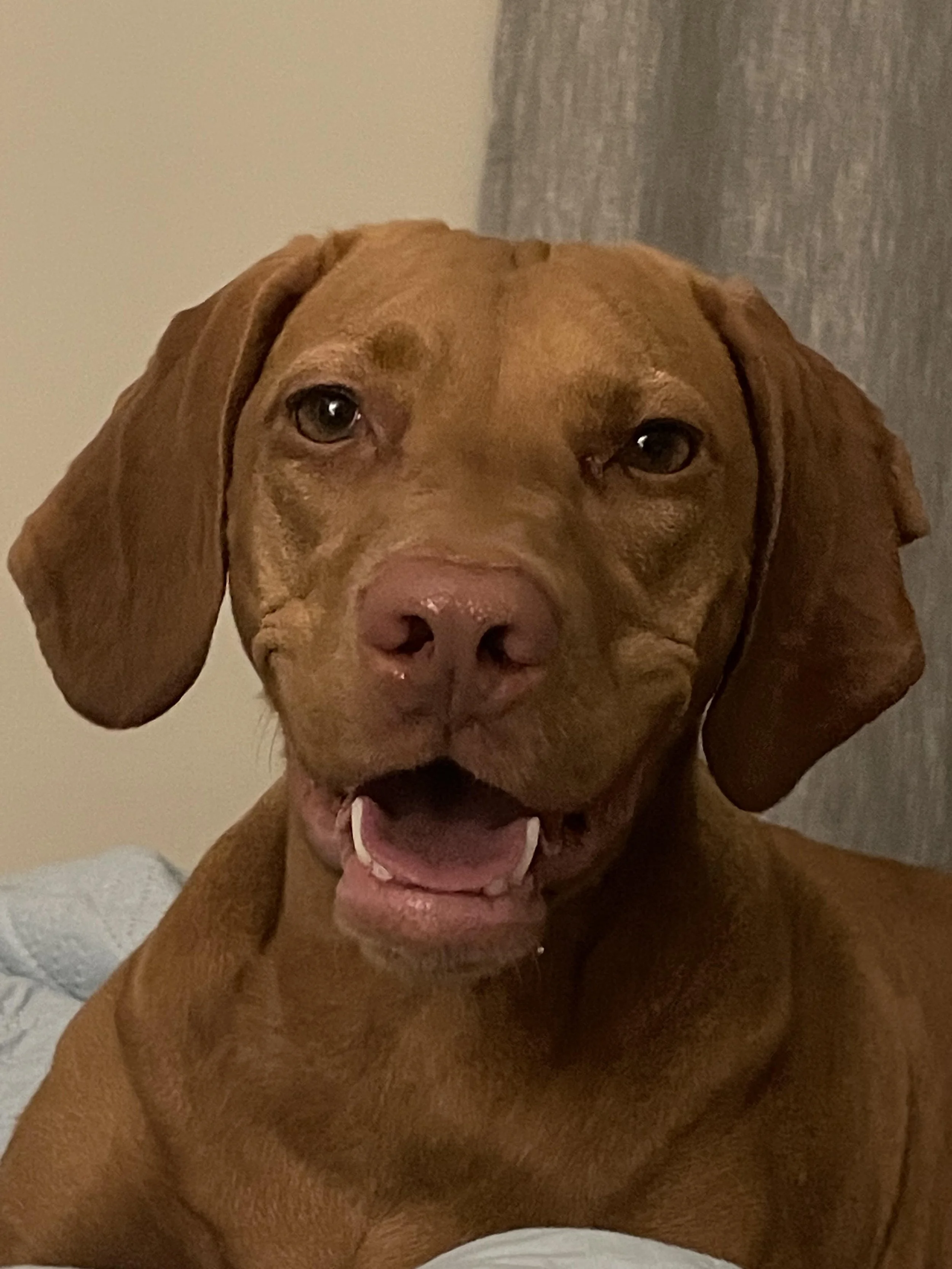 Close-up of a brown dog with floppy ears, open mouth, showing teeth, and relaxed expression.
