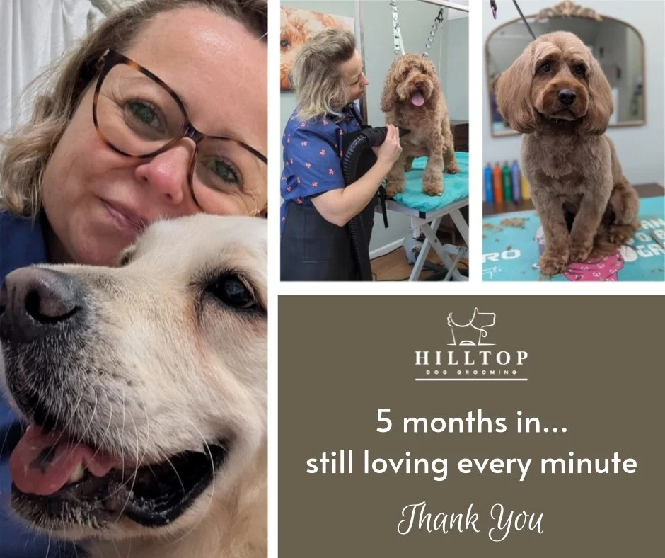 Thank you to everyone who's supported Hilltop Grooming, it means the world. Every dog, every message, every recommendation… it honestly means so much.