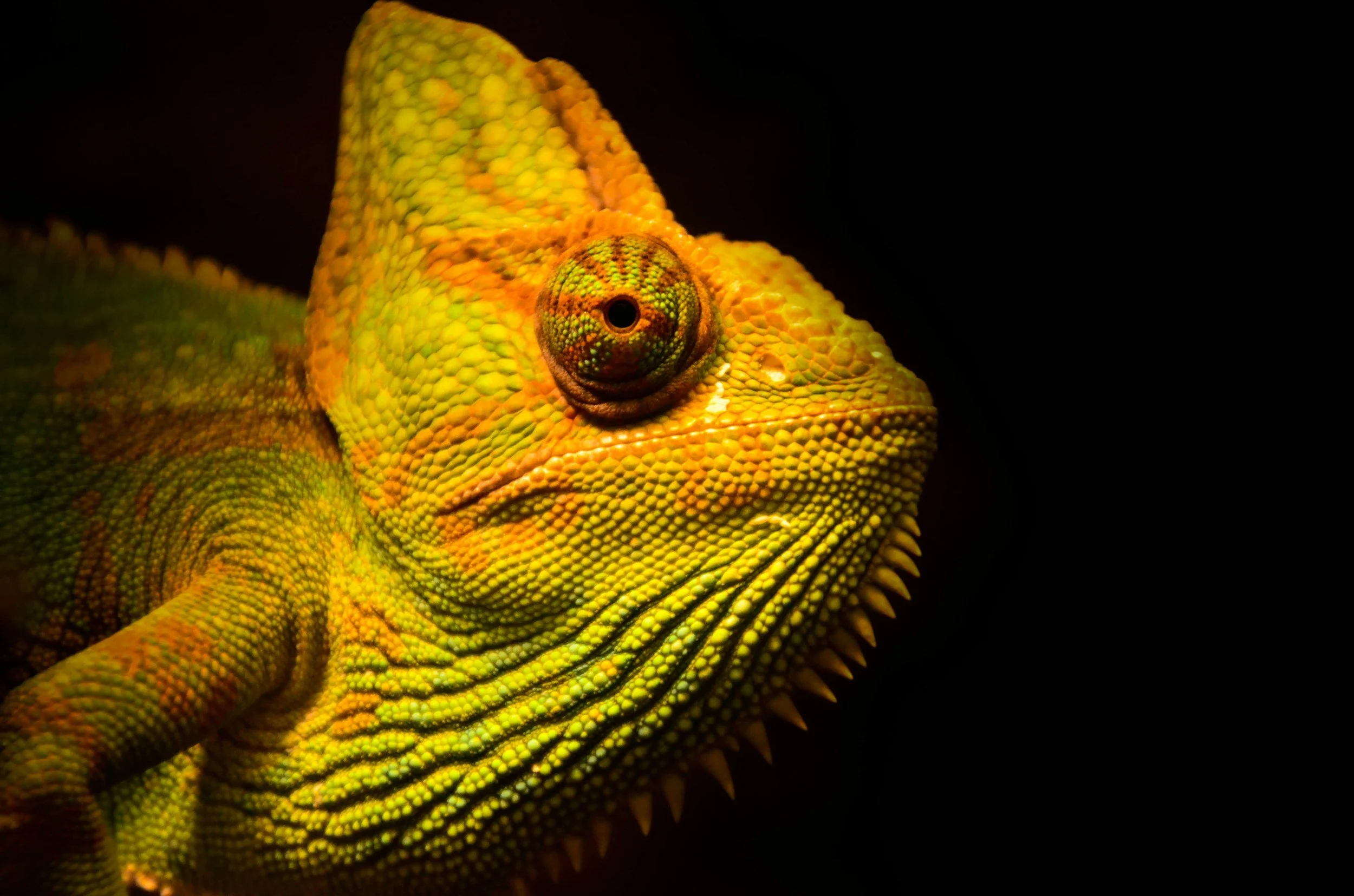 Behind the Name: The Story and Spirit of Krafty Chameleon Surface Design