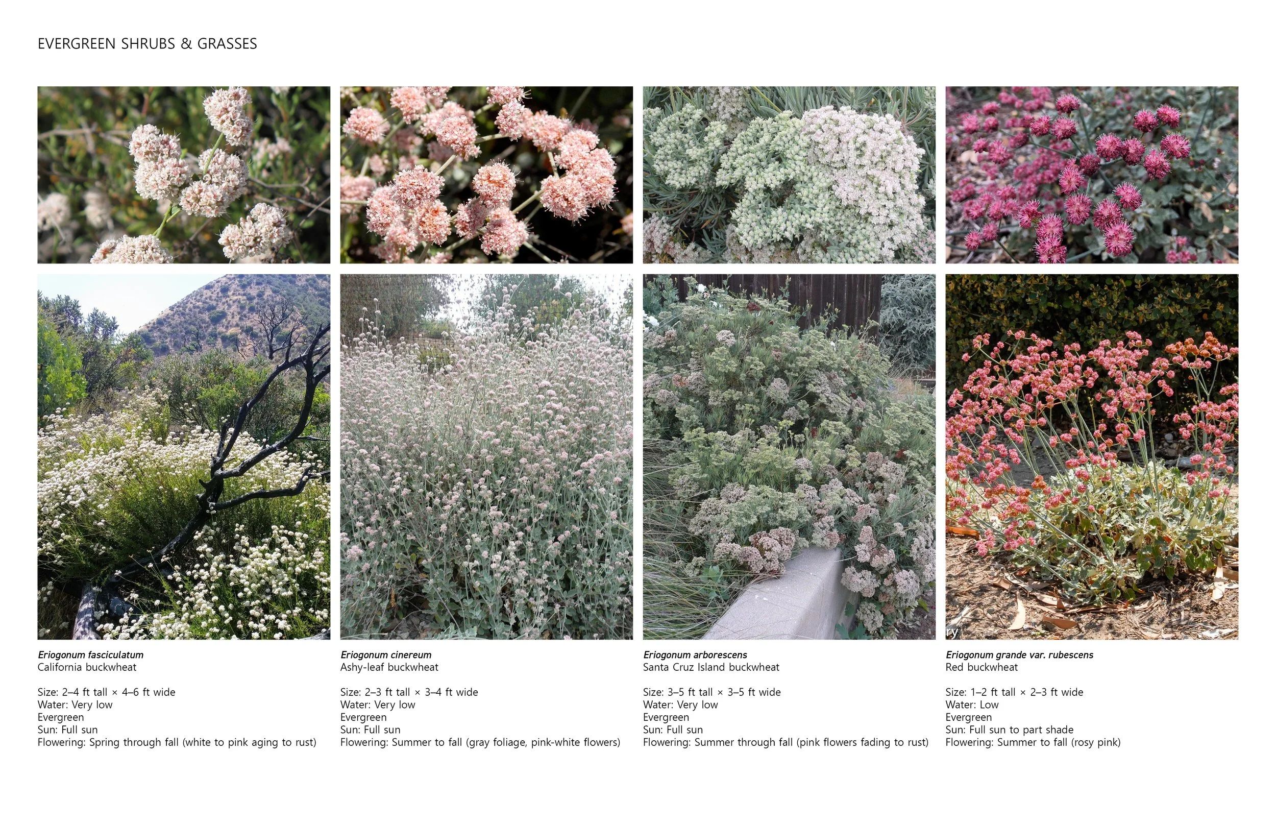 buckwheat selection.jpg