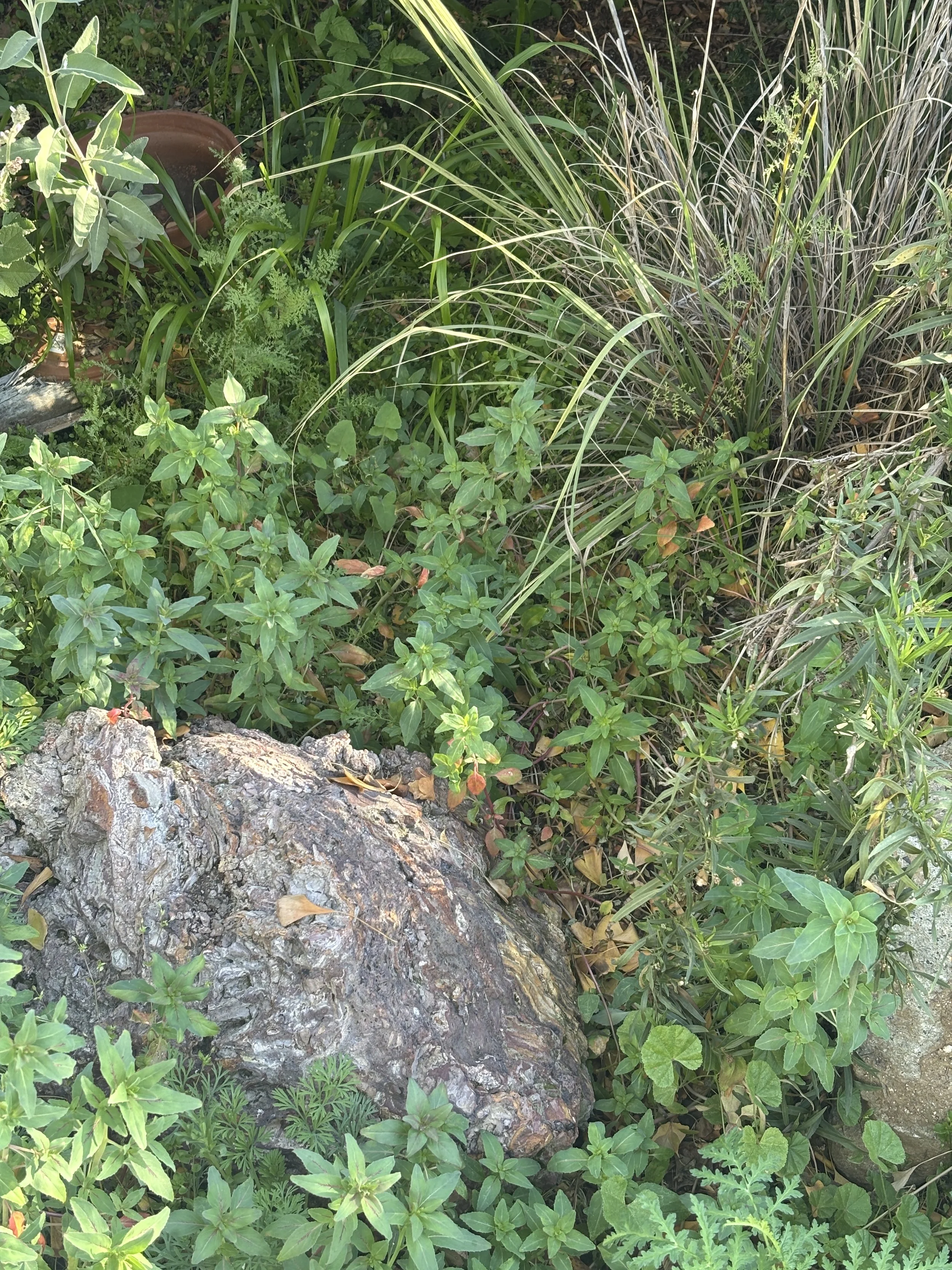 Photo Jan 30 2026, 8 56 53 AM.jpg