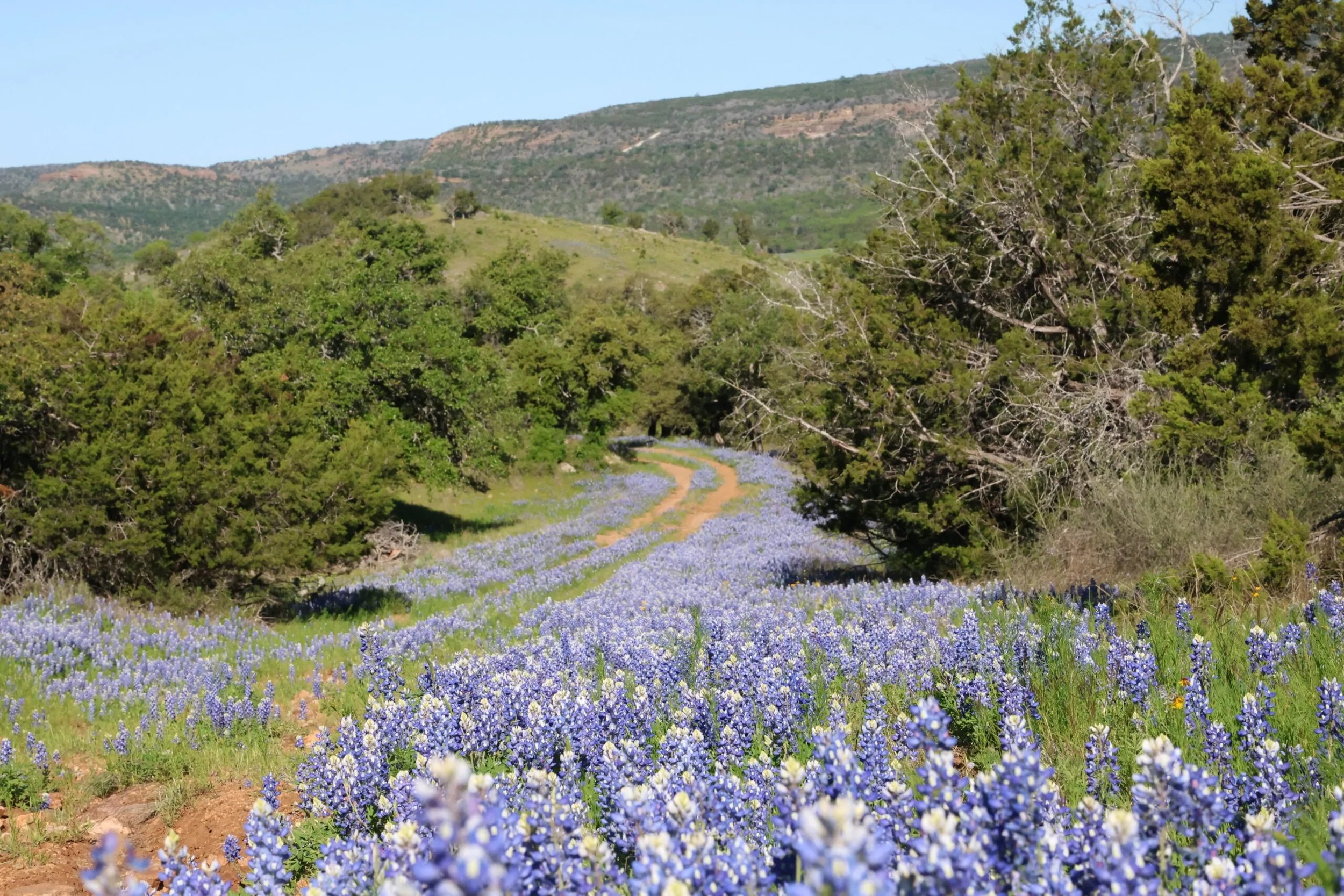 bluebonnets in willow city.jpeg