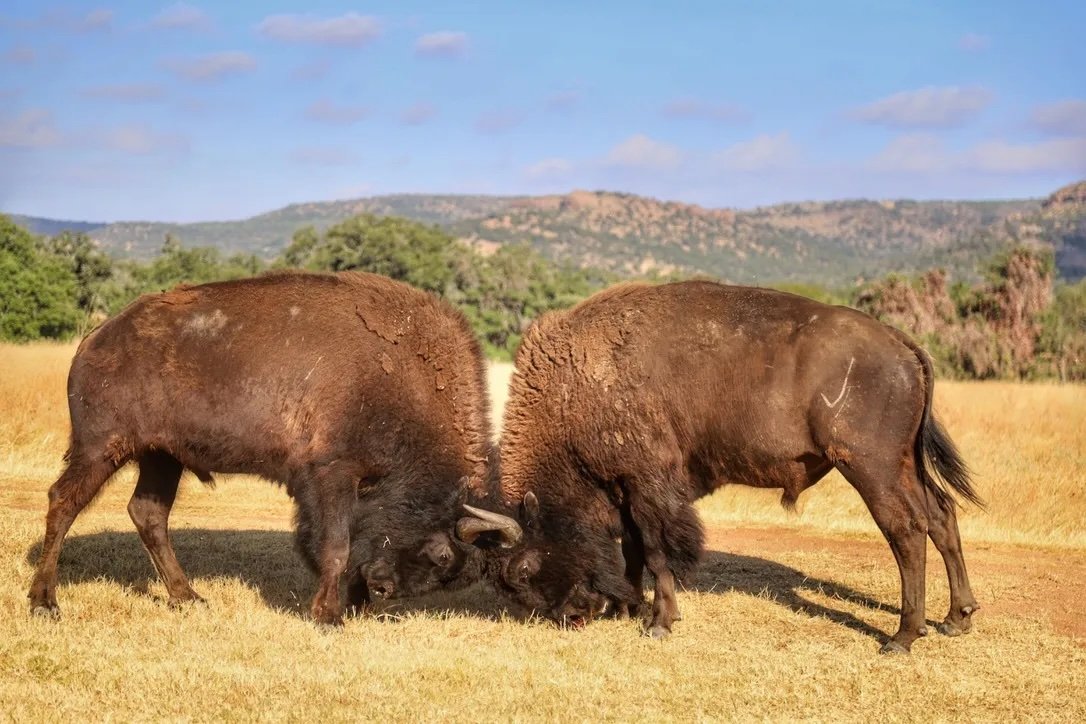 bison.jpeg
