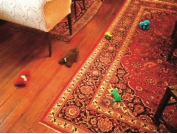 Figure 4a.  Robby’s animals, simple.