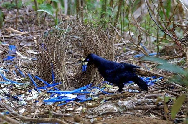 Bowerbirds (wondersite.com/animals/bower-birds/)