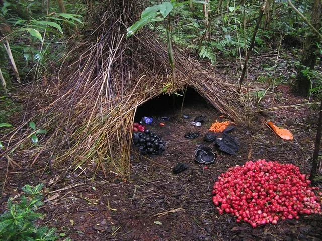 bowerbird-5-vogal.jpg