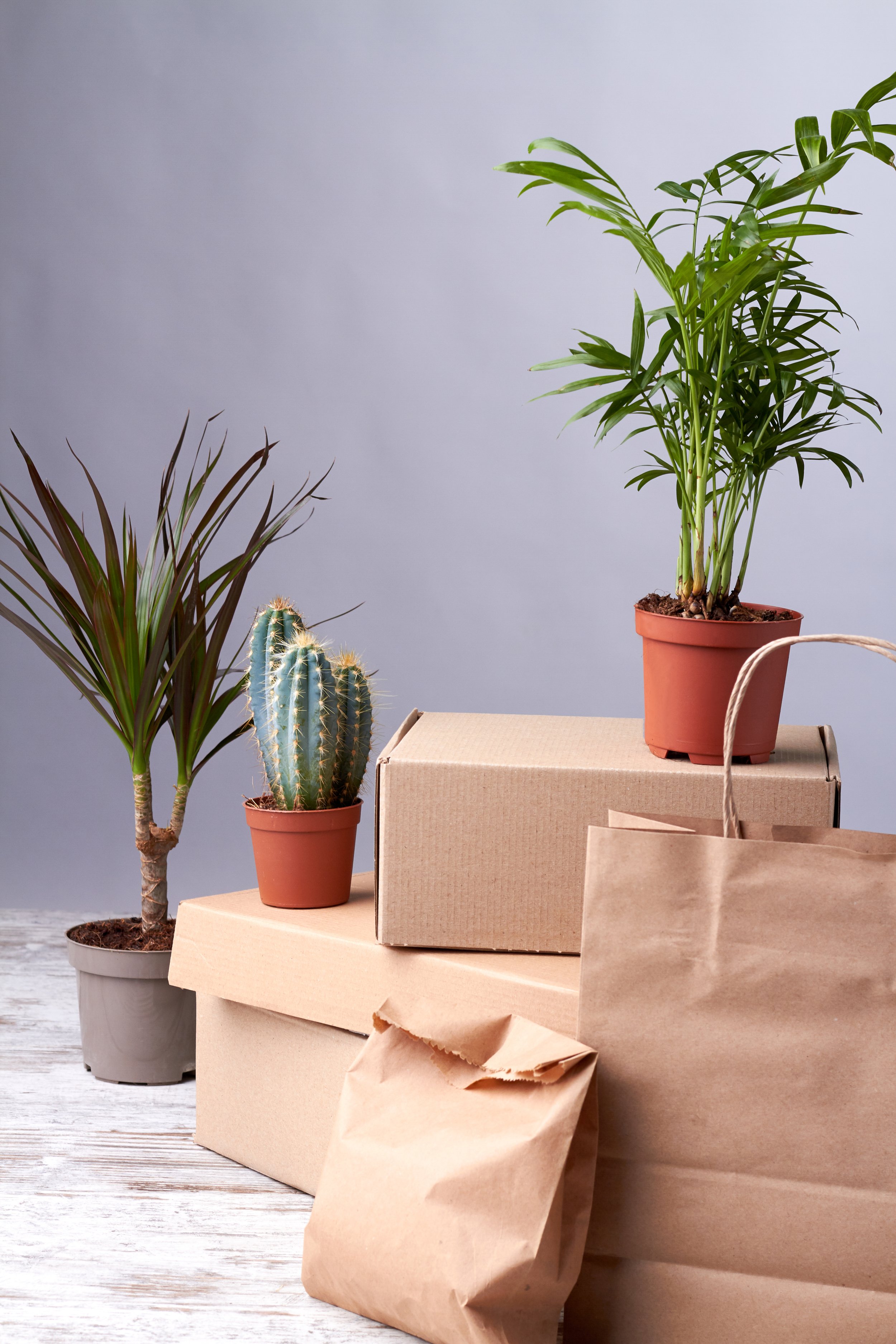 Plantes d'intérieur, dont un palmier, un cactus et un autre feuillu, placées sur des cartons et un sac en papier, avec un fond gris clair.