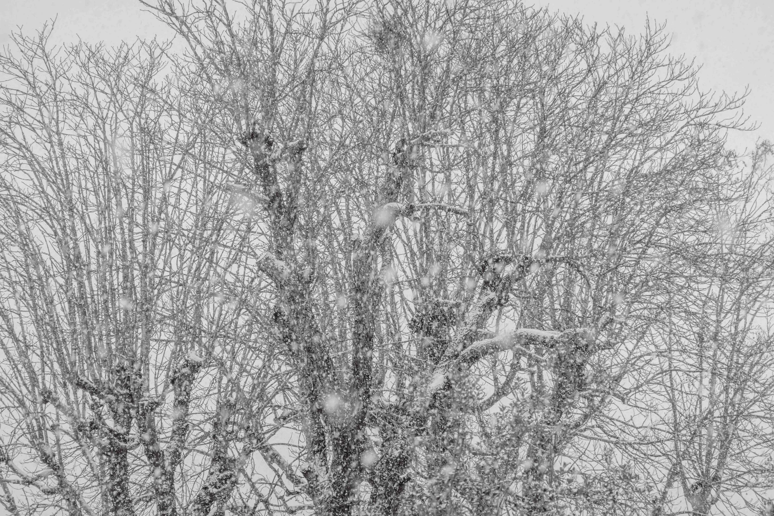 First snow Fontainebleau, 2024.jpg
