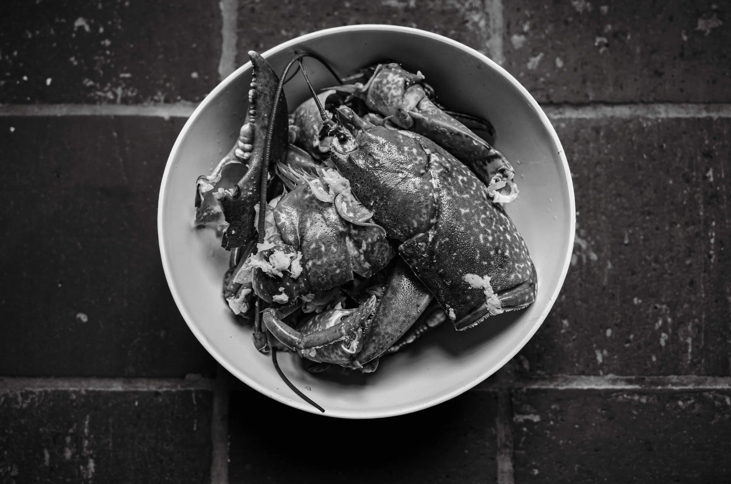 Homard, 2024.jpg