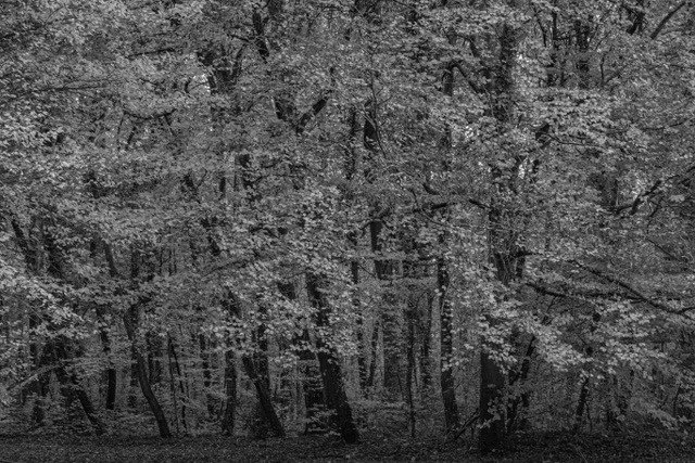 thumbnail__DSC0118-Enhanced-NR-Edit-BW.jpg