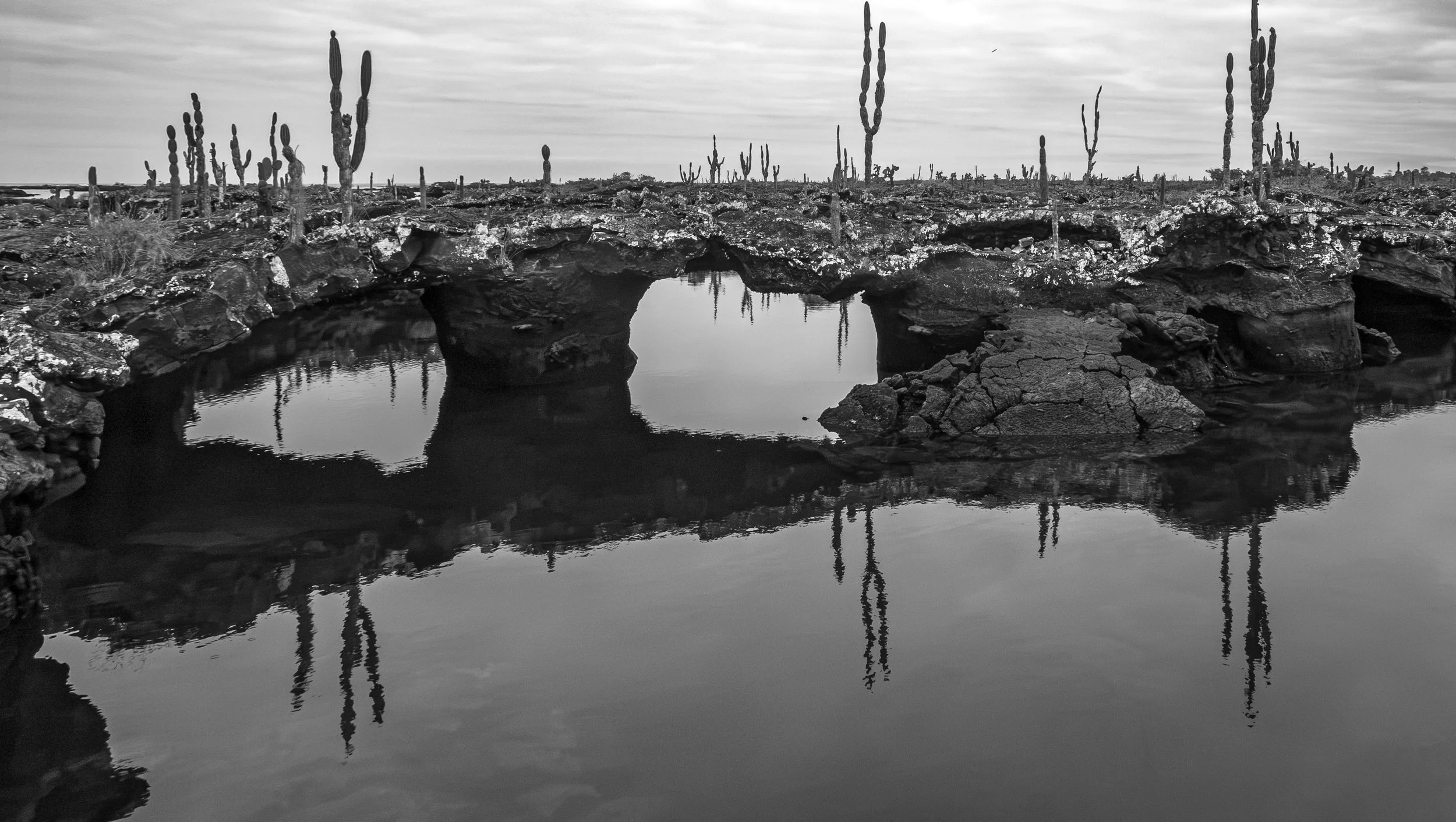 P1010626-Edit-BW.jpeg