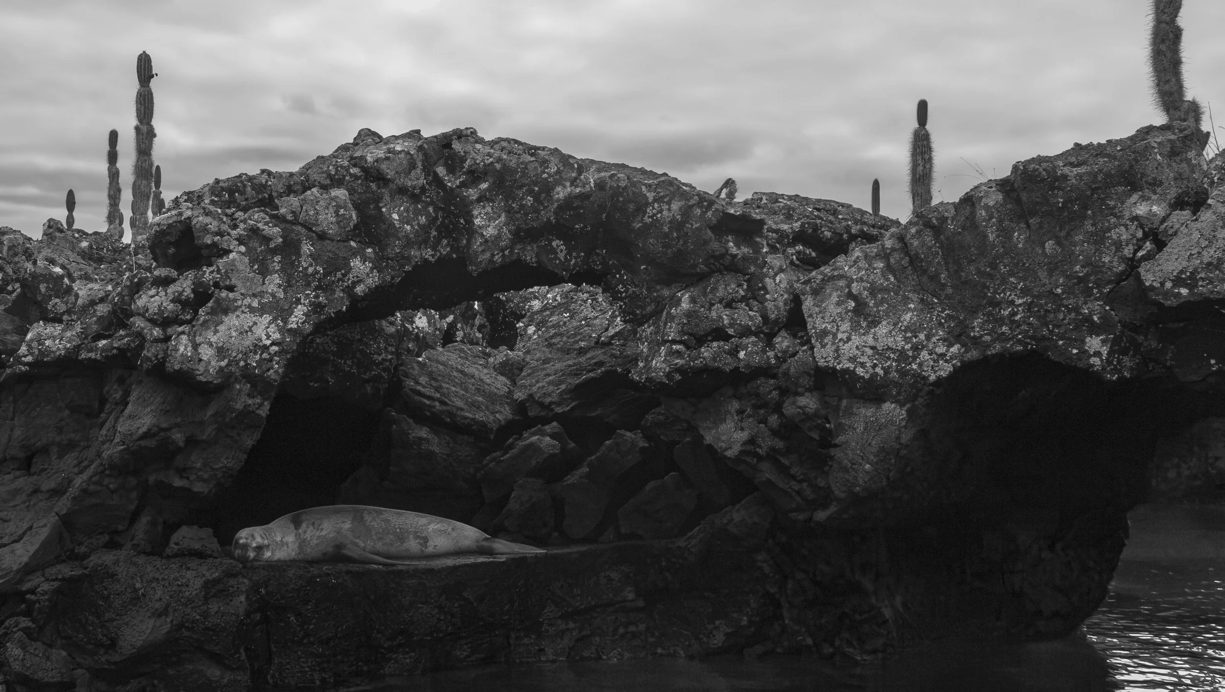 P1010673-Edit-BW.jpg