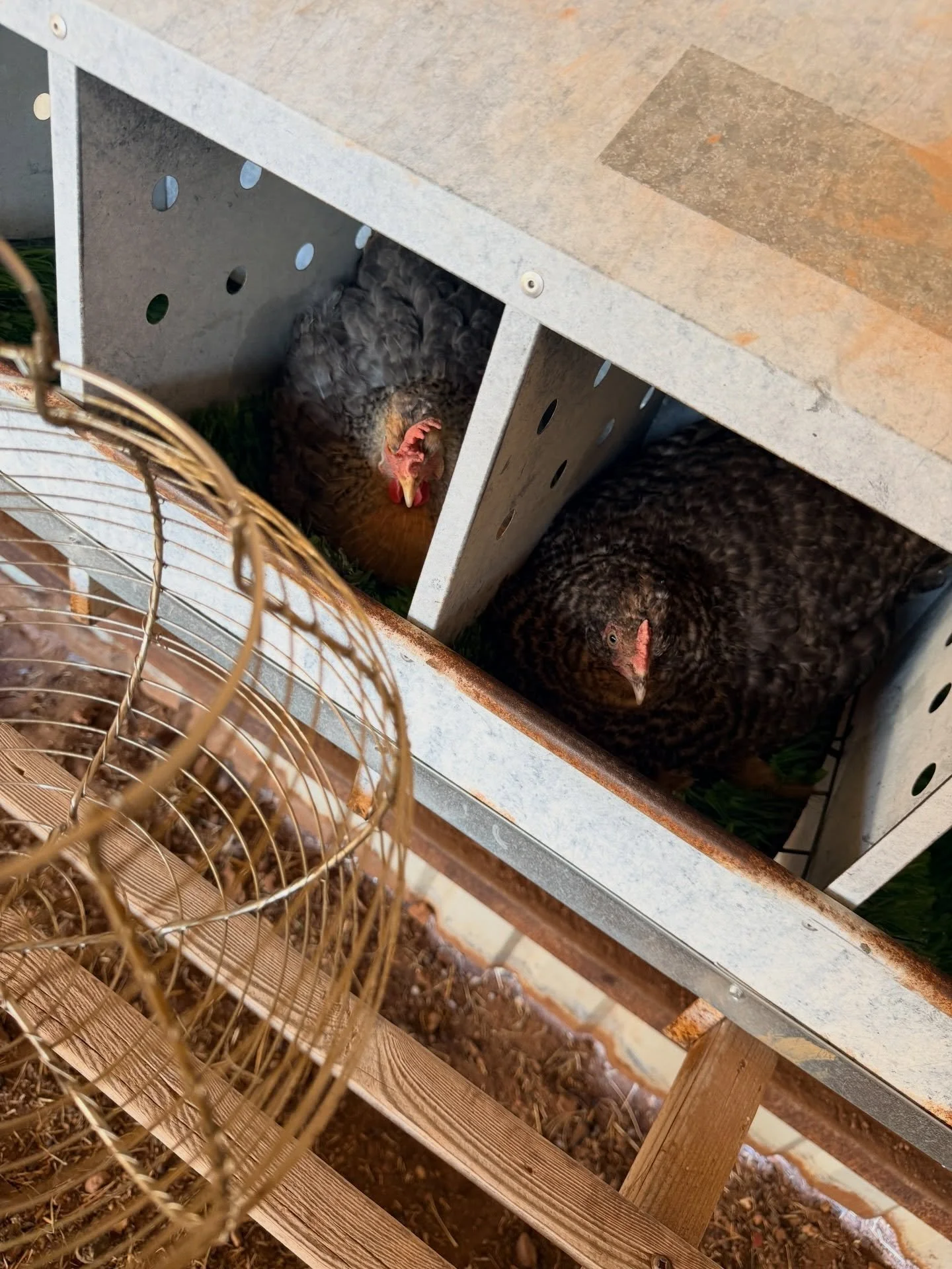 Photo dump of life around Dry Creek lately! It&rsquo;s been busy around here! Anyone else feel like this is a crazy time right now? 🙃