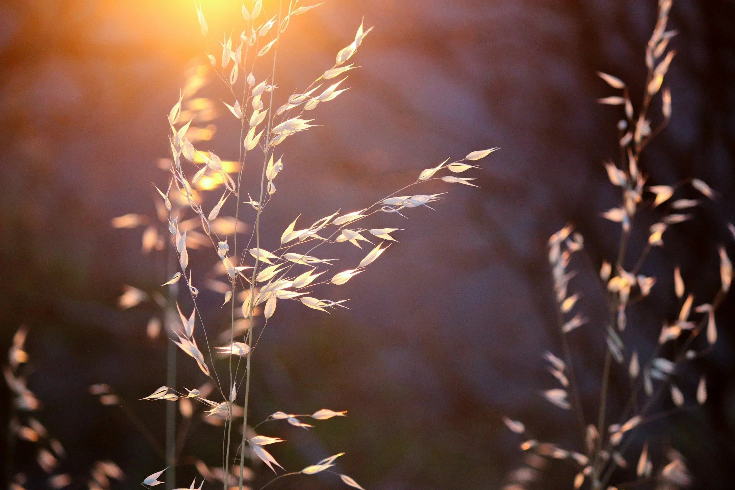 Close-up of ornamental grass with beige seed heads, backlit by warm sunlight, creating a soft glow and bokeh effect.