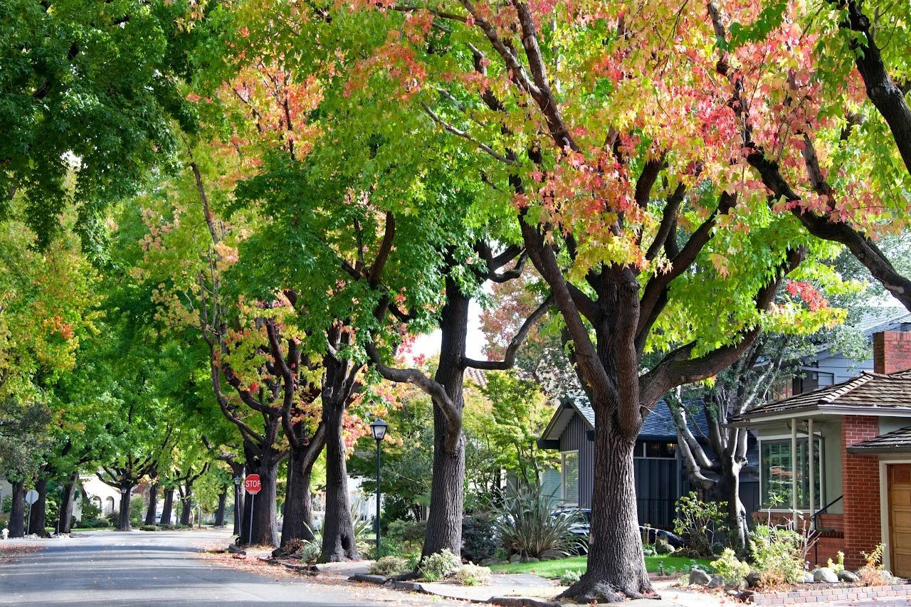street trees