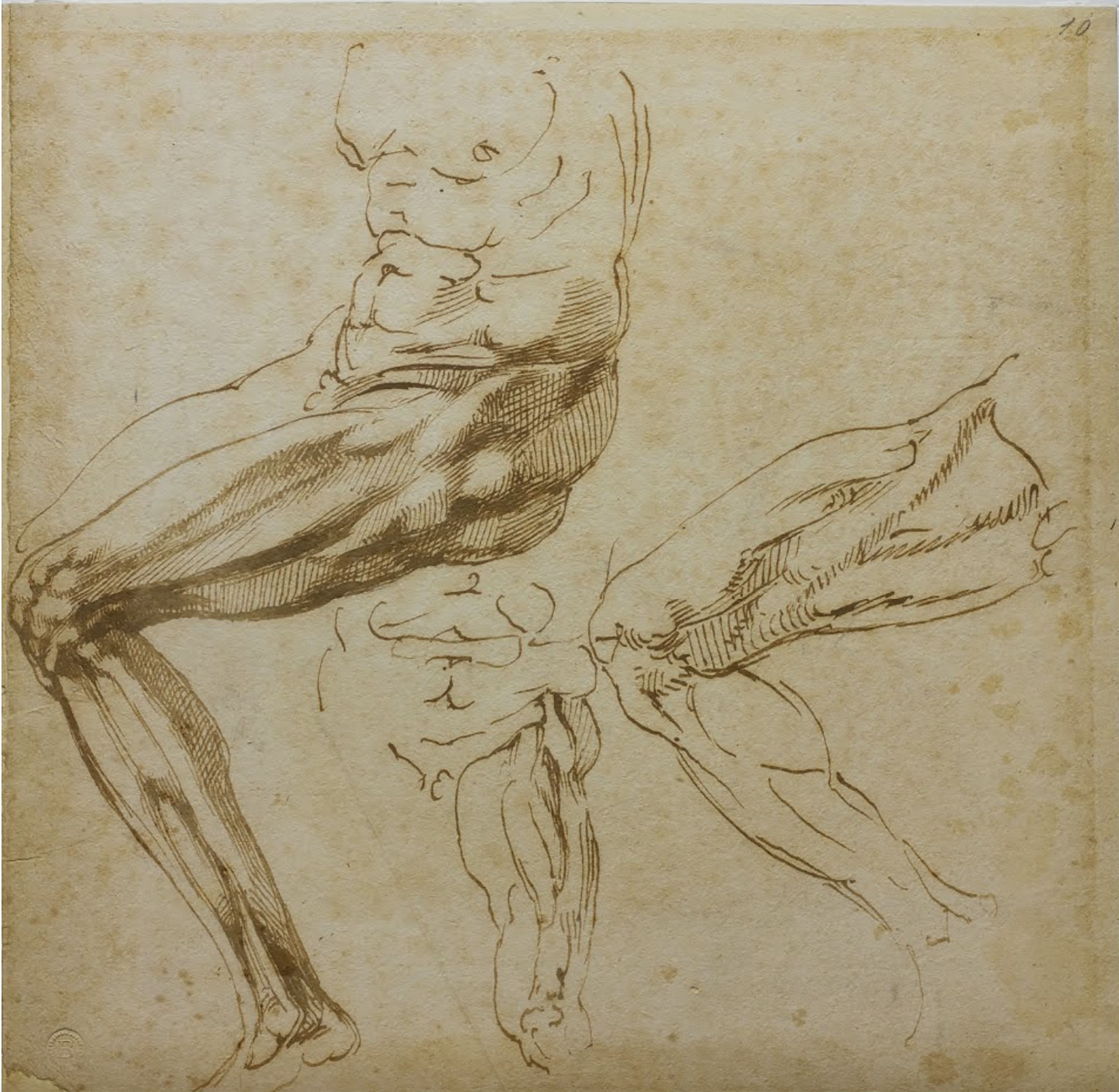 Disegno a tratteggio. Michelangelo