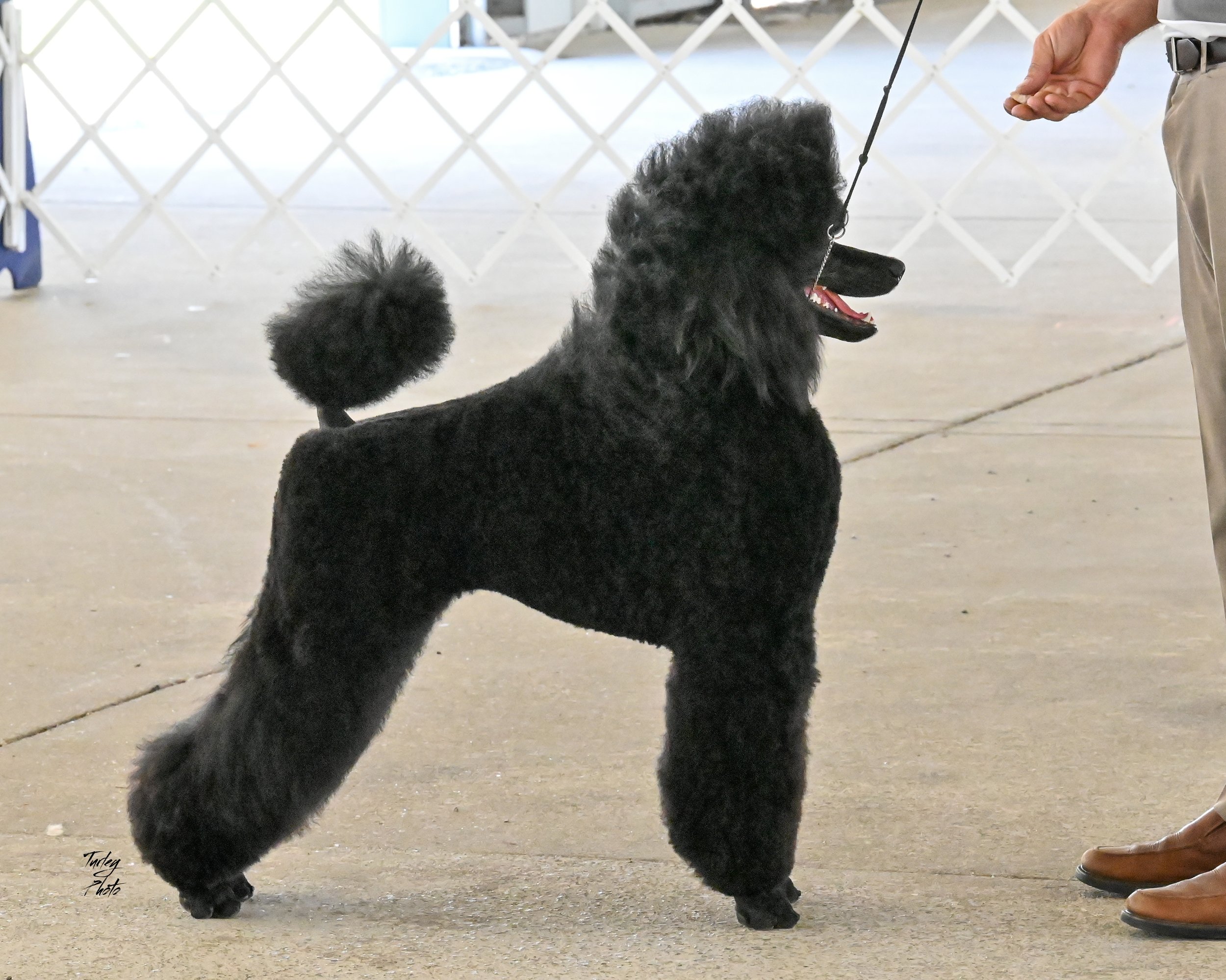 A black poodle standing on a concrete floor at an indoor dog show, being handled by a person.