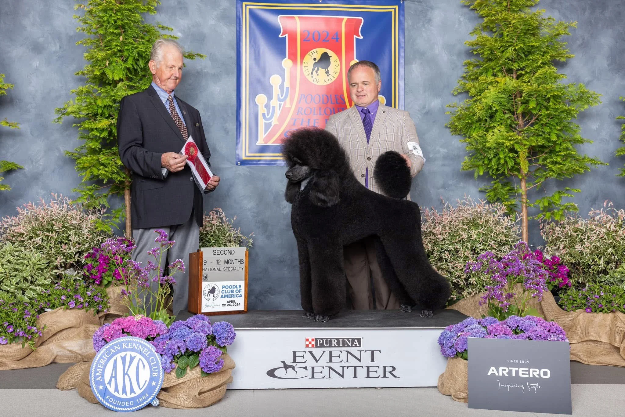A black standard poodle stands on a presentation table at a dog show, with handlers and judges nearby. The scene includes colorful flowers, a sign indicating the dog won second place in the 9-12 months category, and banners from the American Kennel C