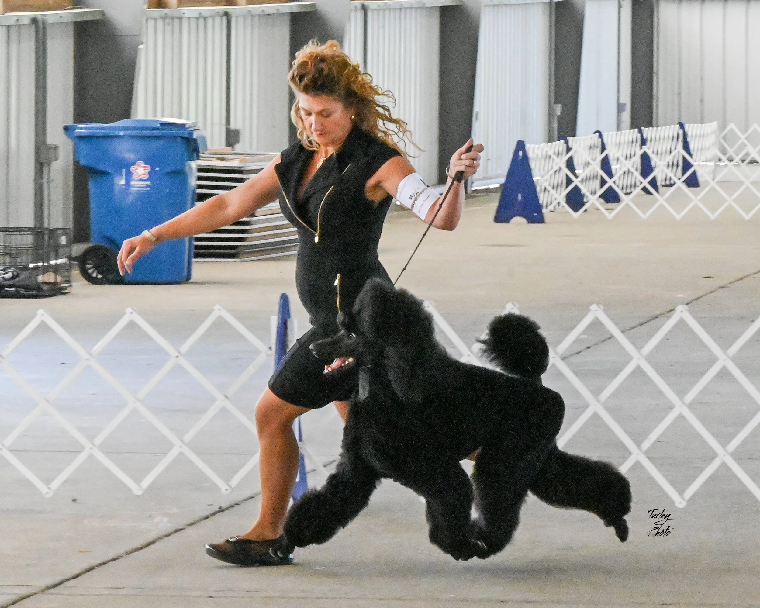 A woman training a large black poodle in an indoor dog show arena, with a white partition and blue barriers in the background.