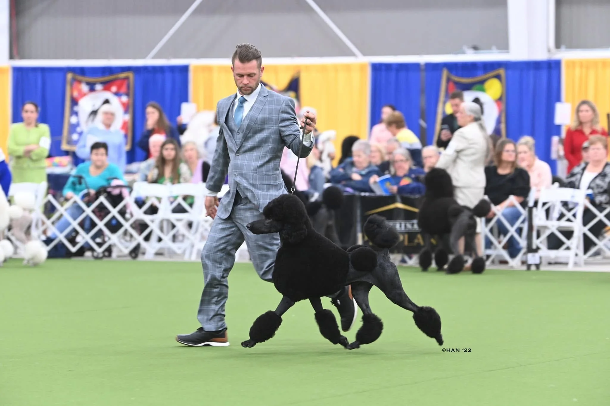 A man in a gray plaid suit leads a black poodle during a dog show, with spectators seated behind a white fence and colorful banners in the background.