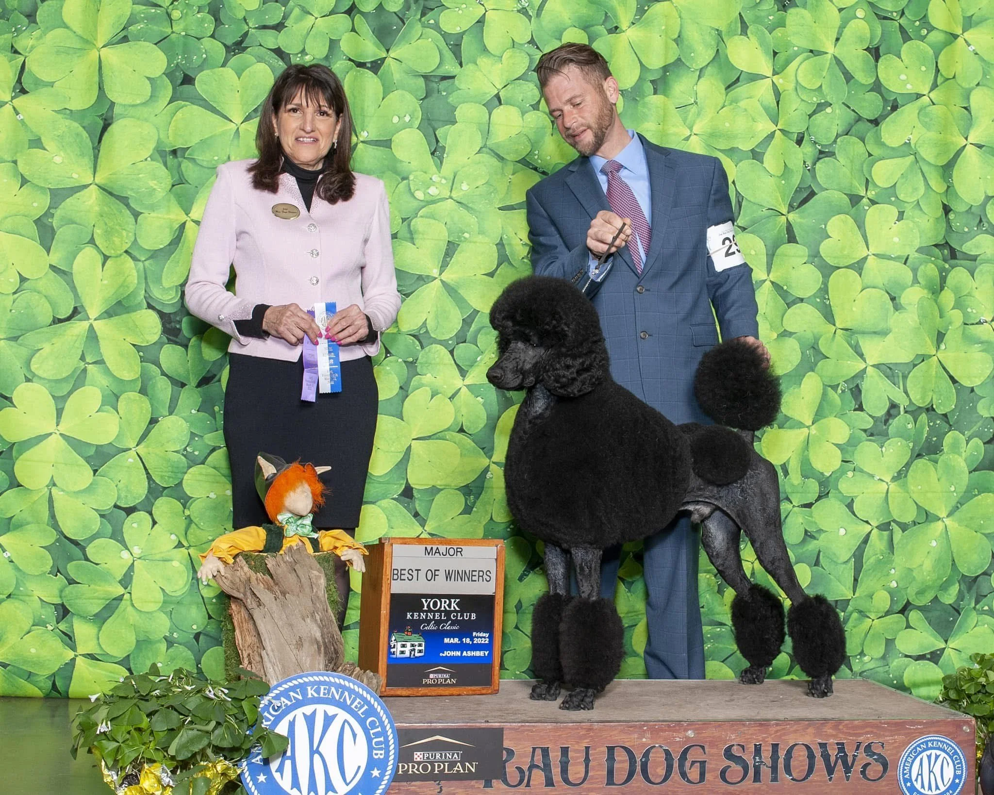 A dog show award ceremony with a large black poodle on stage, a woman holding ribbons, and a man with a leash holding the poodle. The backdrop features green clover leaves, and there is a sign indicating "Best of Winners" at the York Kennel Club. A p