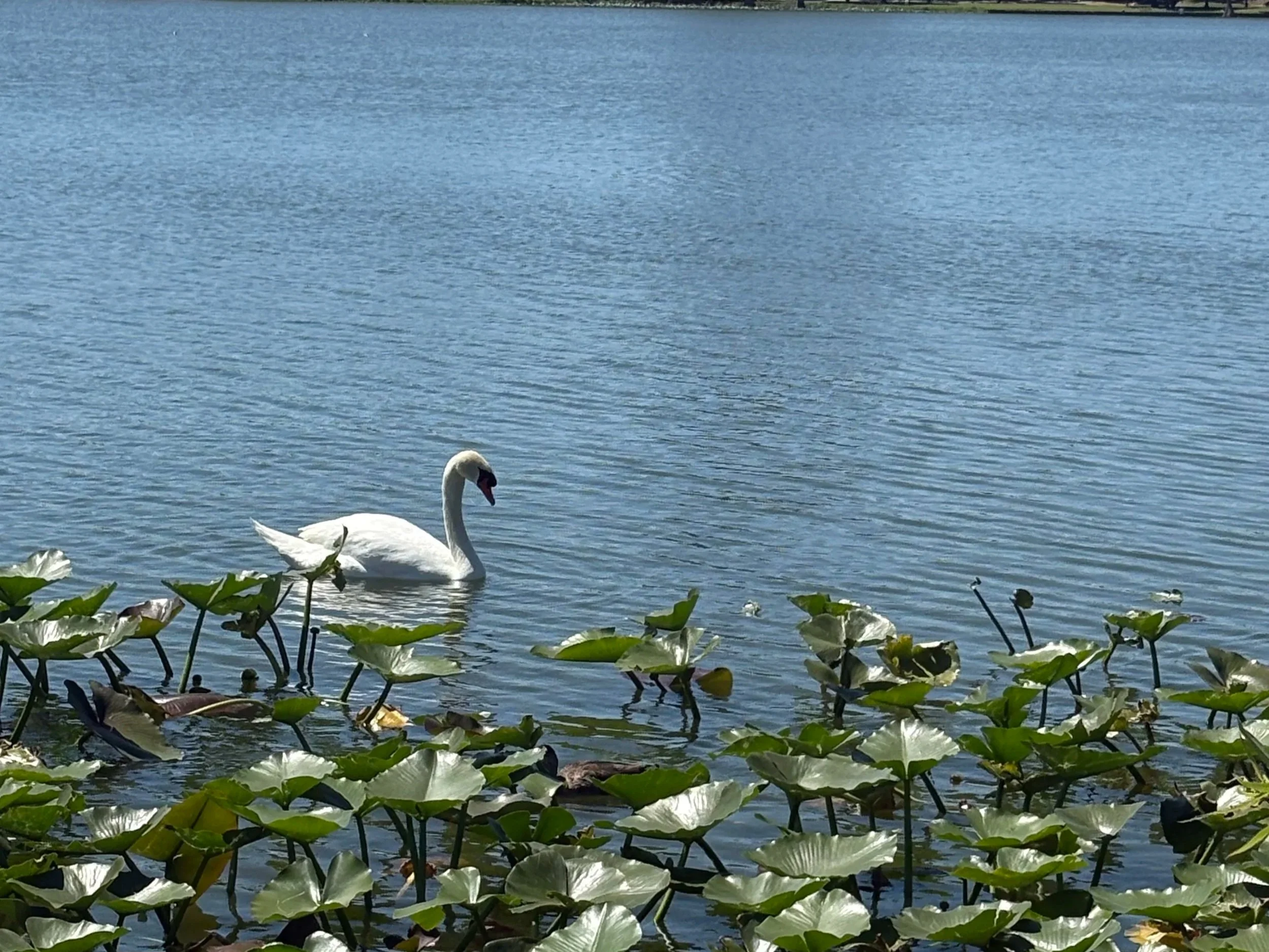 Pause for Renewal                        &amp; a Steadfast Mind