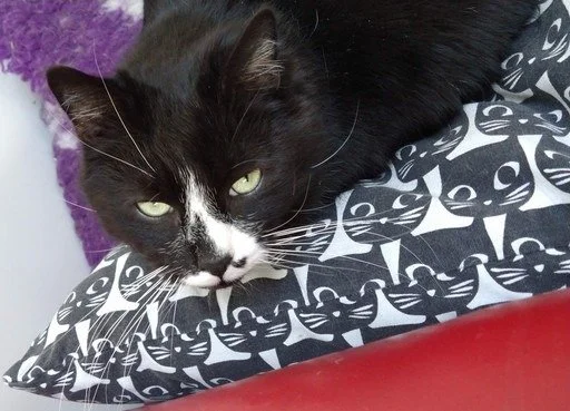 Black cat with white markings resting on a pillow with a black and white cat face pattern.