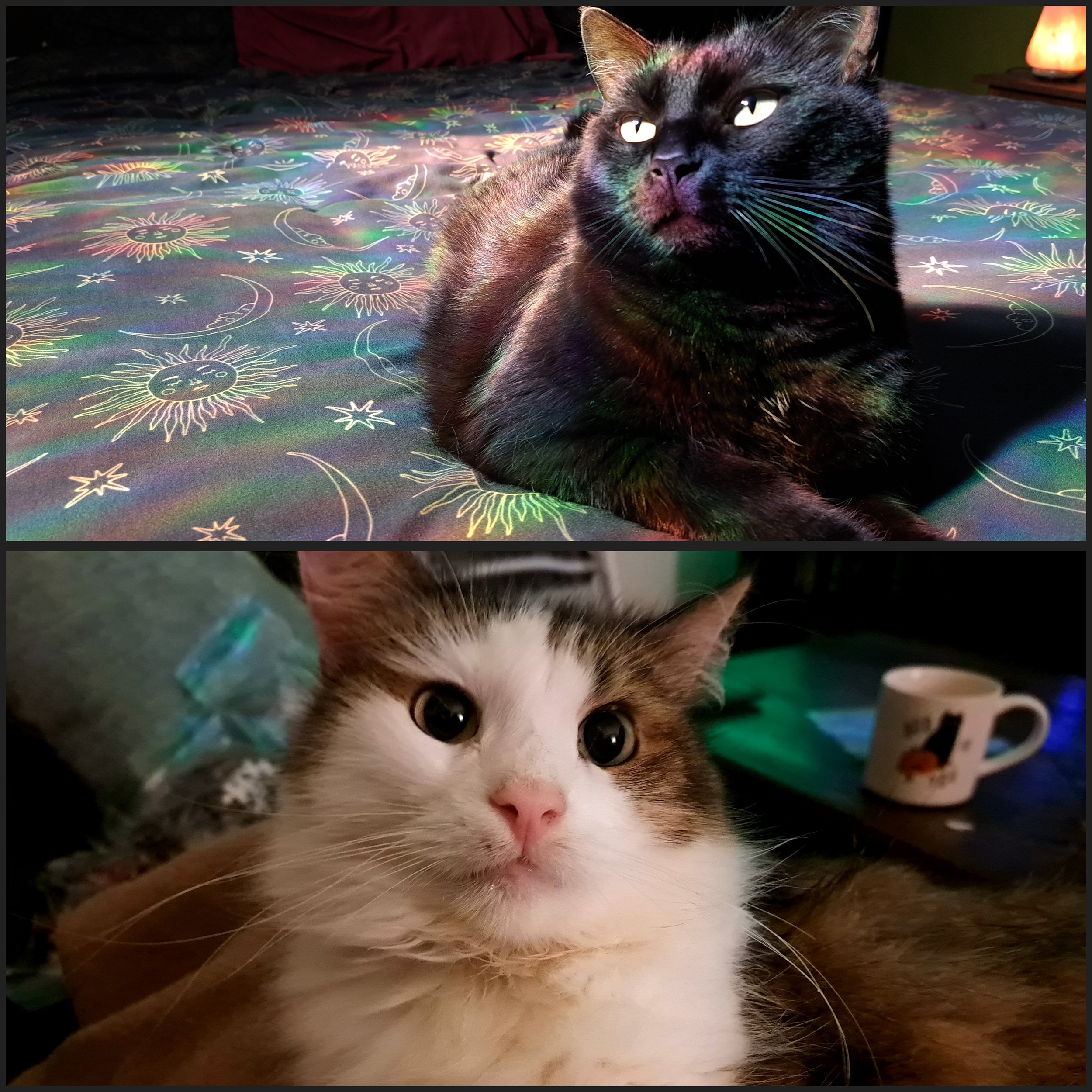 Two cats, one black with yellow eyes lying on a colorful bedspread and the other white and brown with large eyes near a coffee mug.