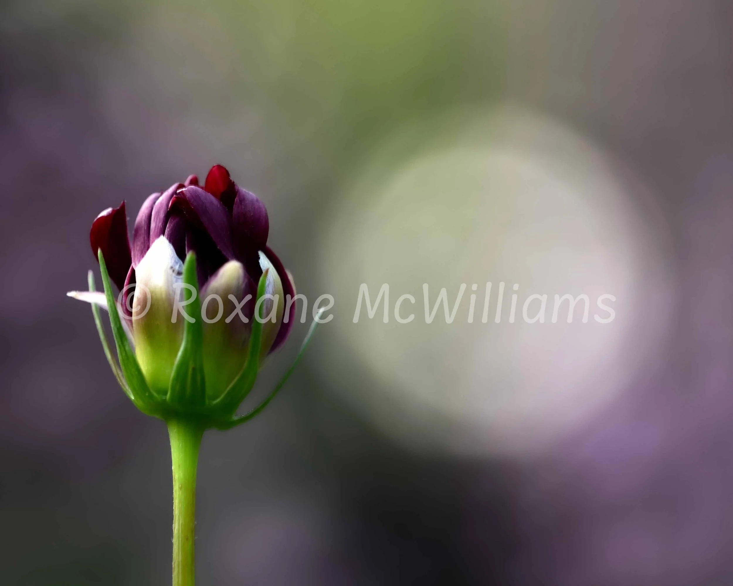 A81 Moonglow