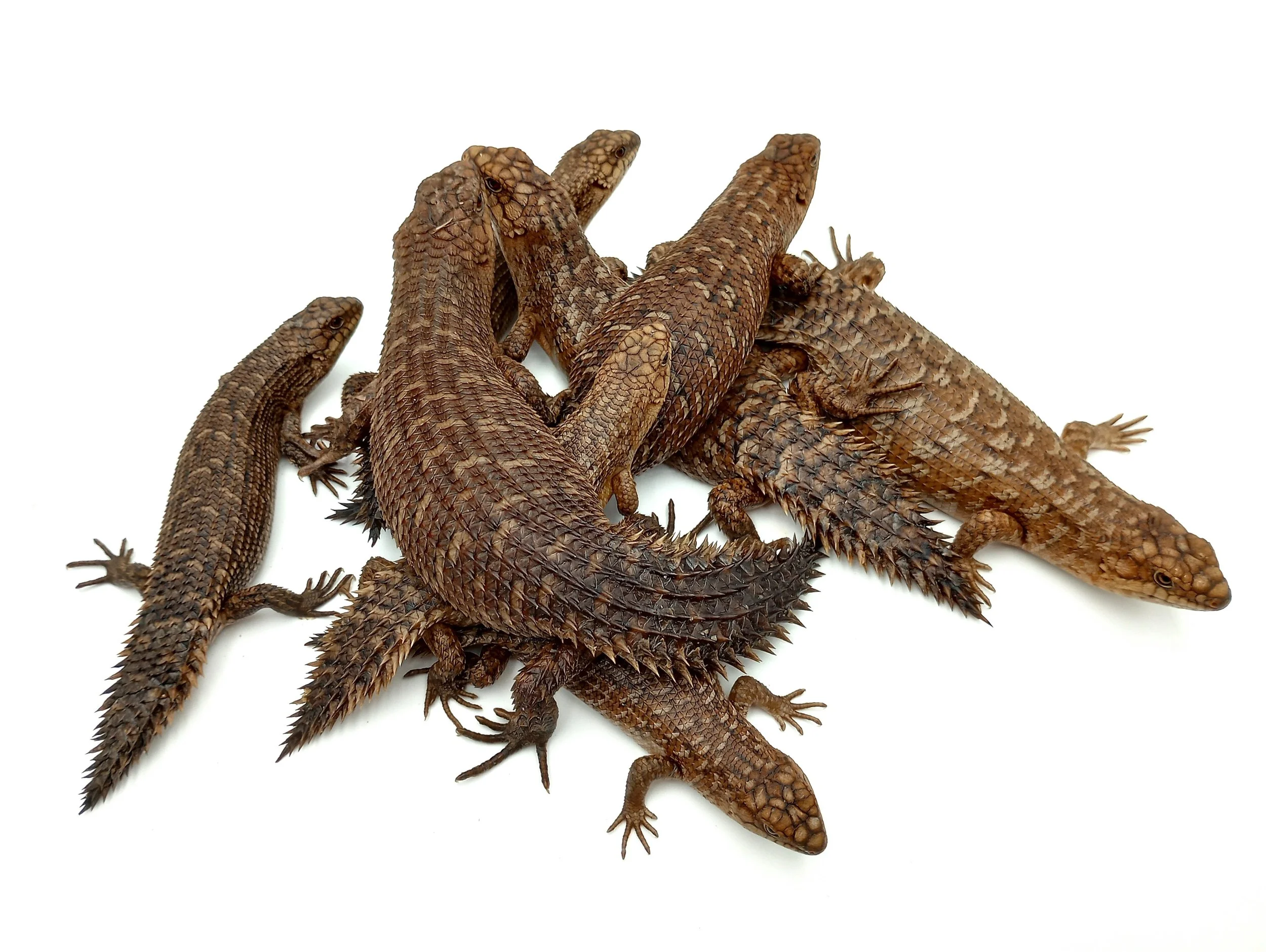 Dakotas Critter Studio