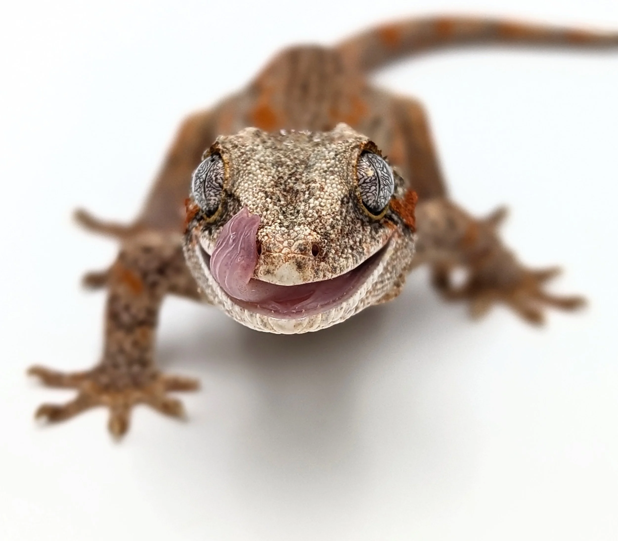Dakotas Critter Studio