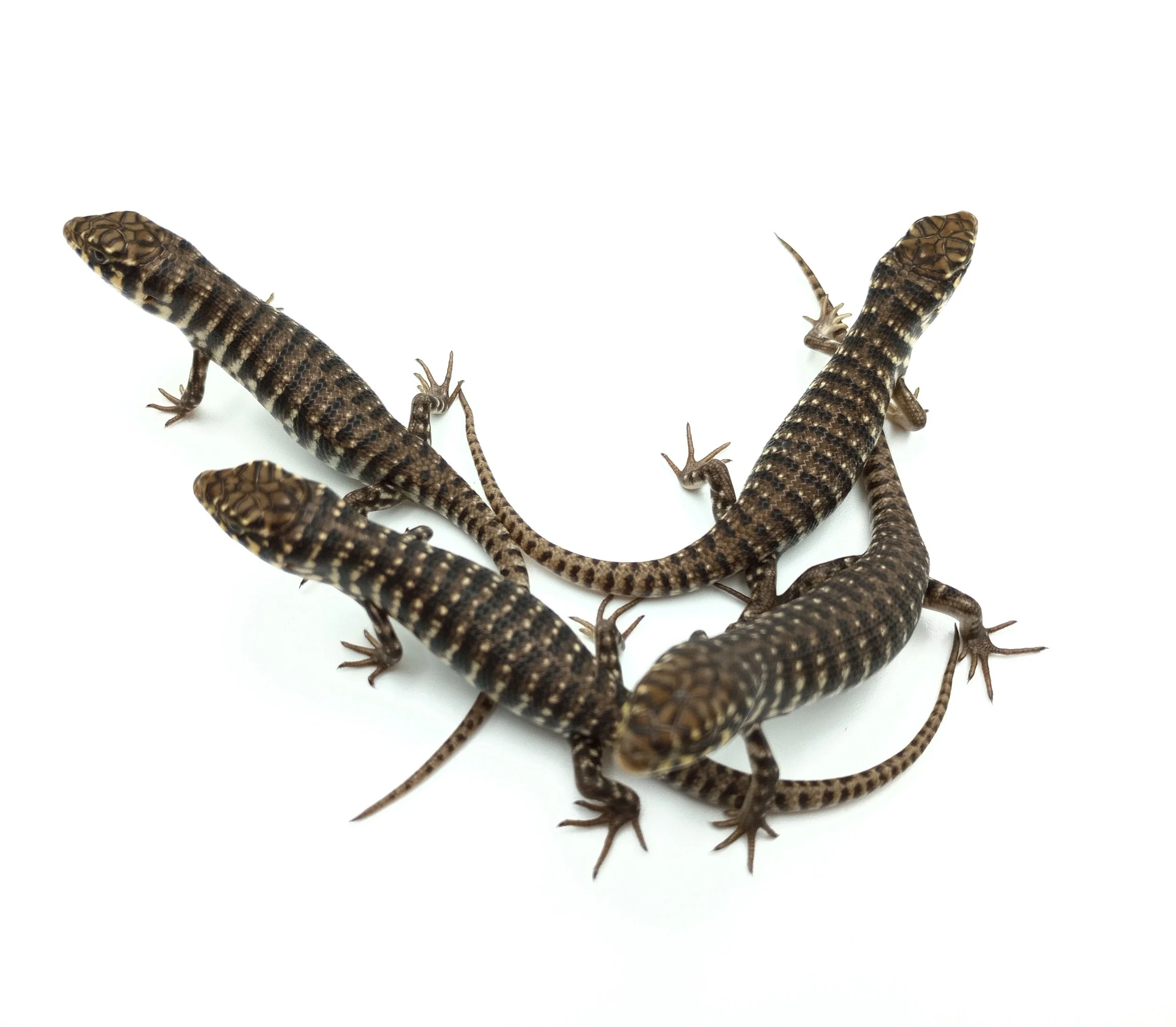 Dakotas Critter Studio