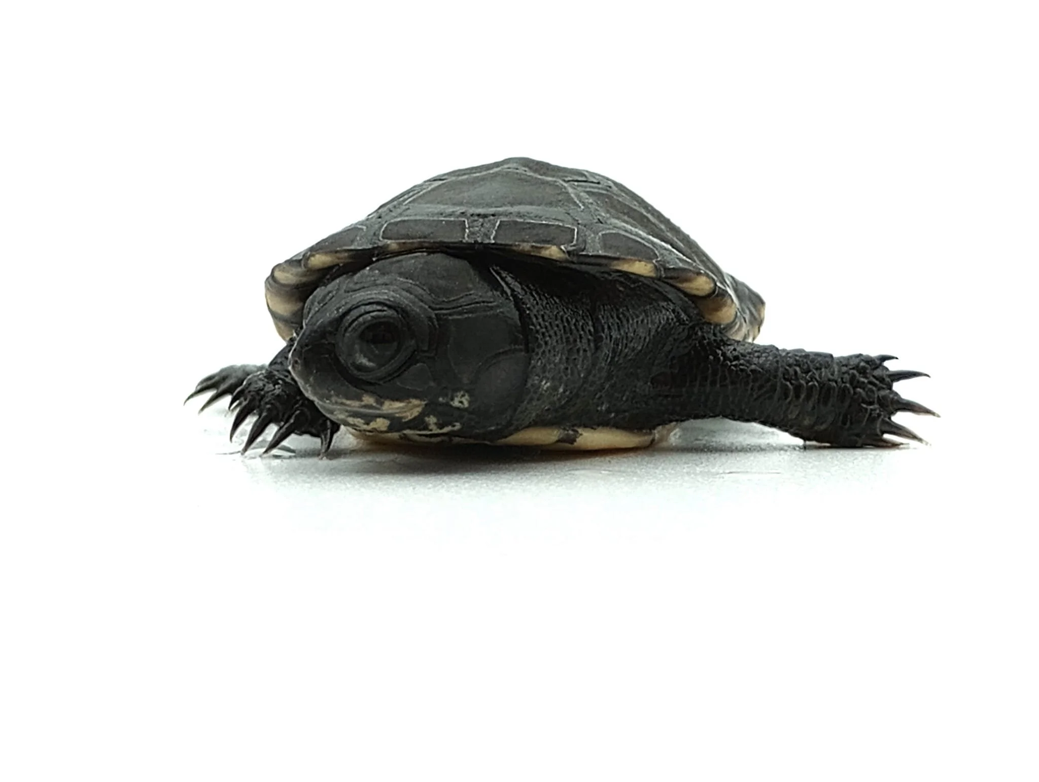Dakotas Critter Studio