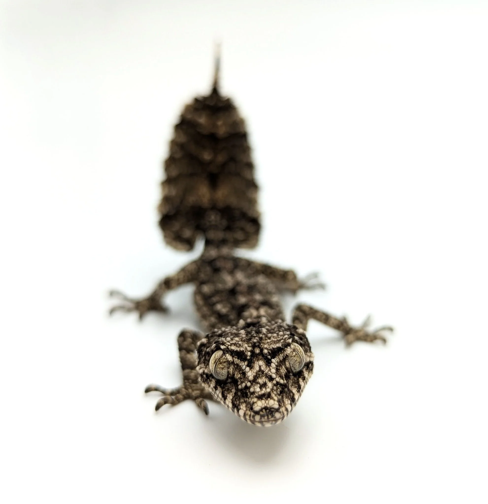 Dakotas Critter Studio