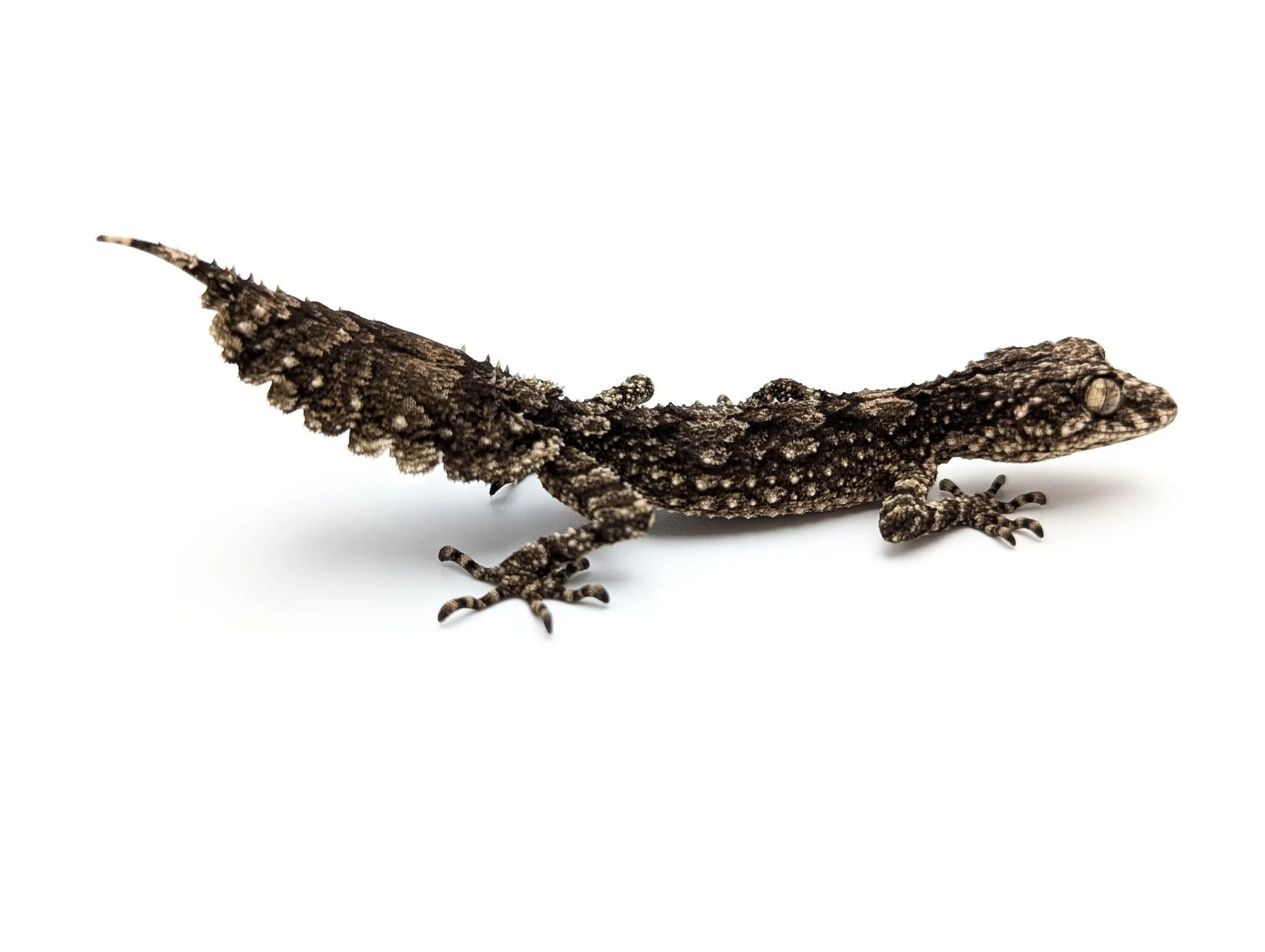 Dakotas Critter Studio