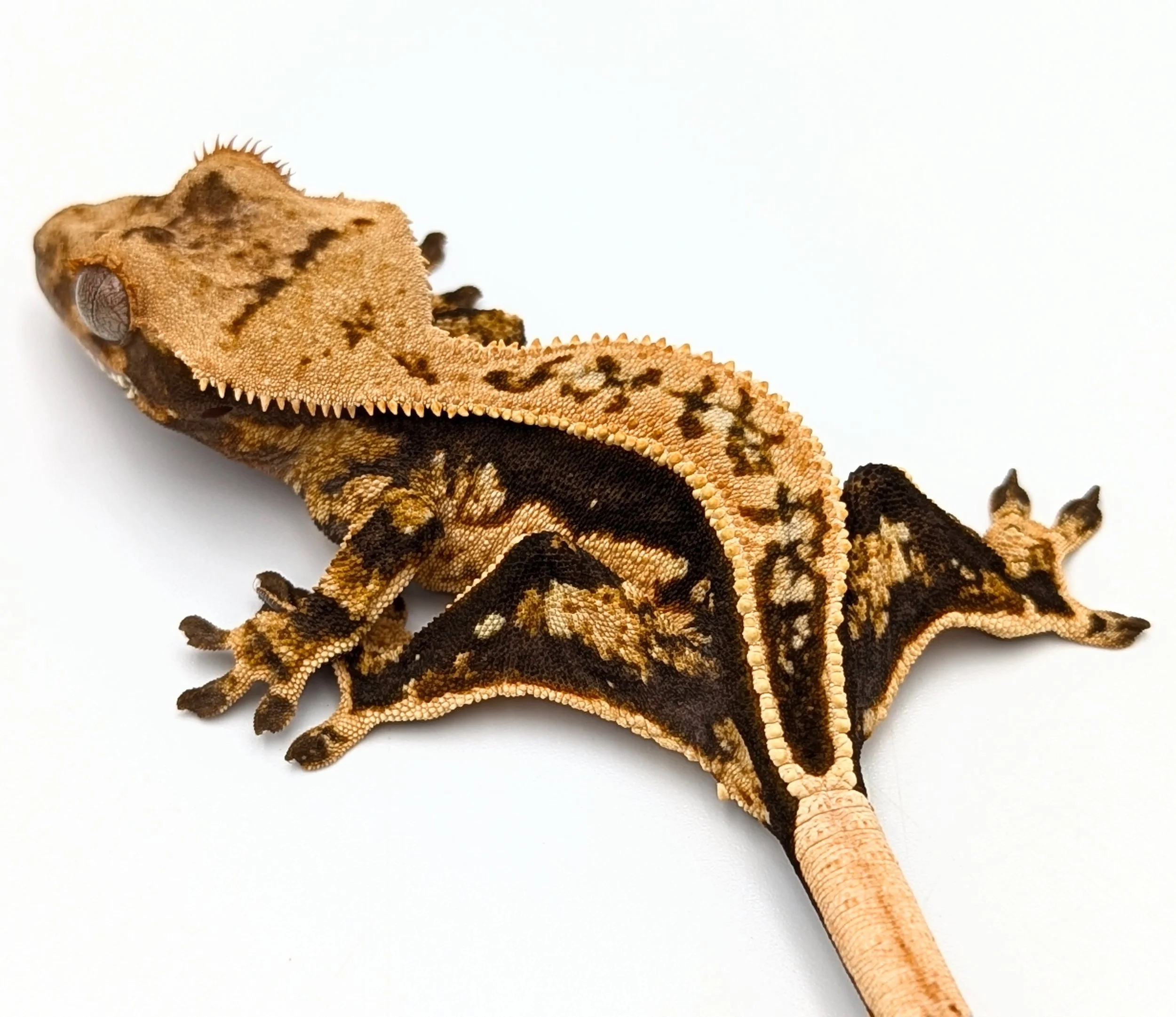 Dakotas Critter Studio
