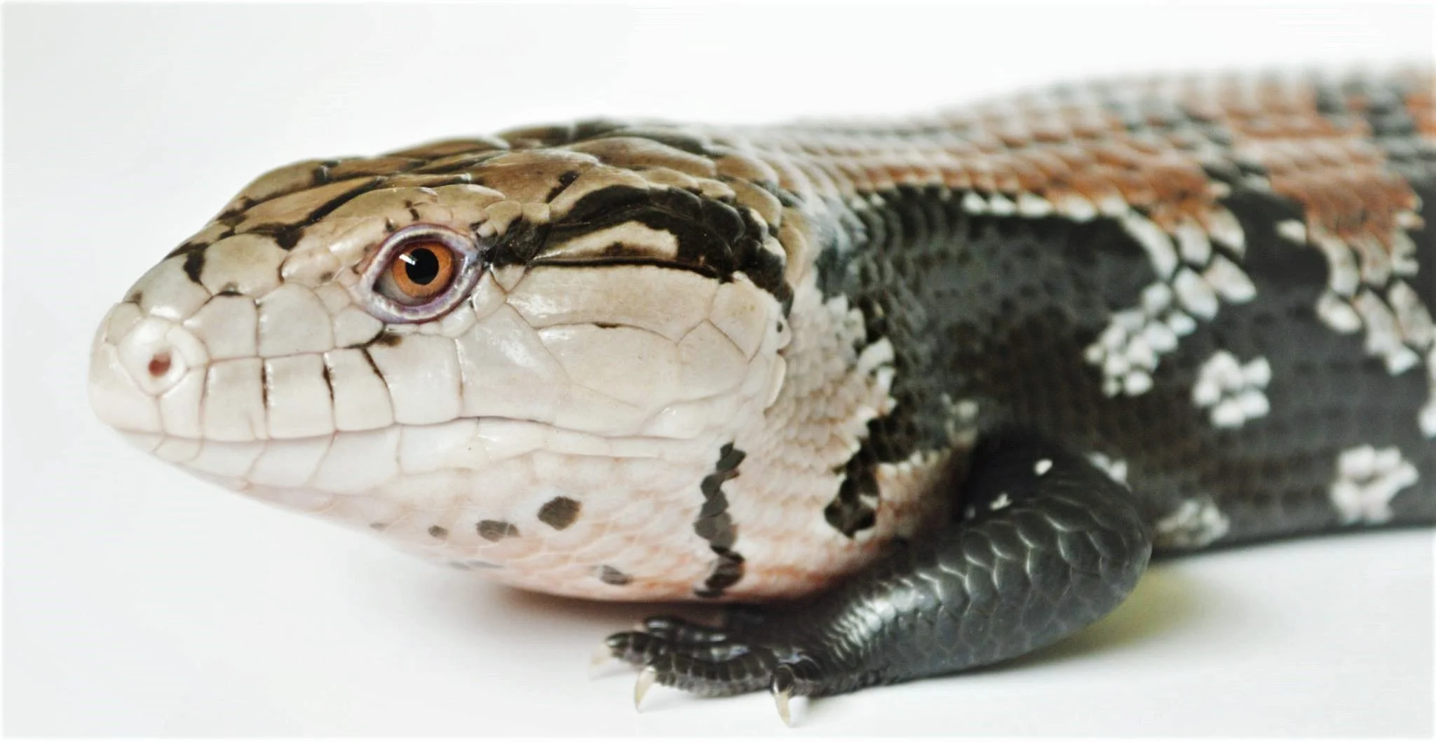 Dakotas Critter Studio