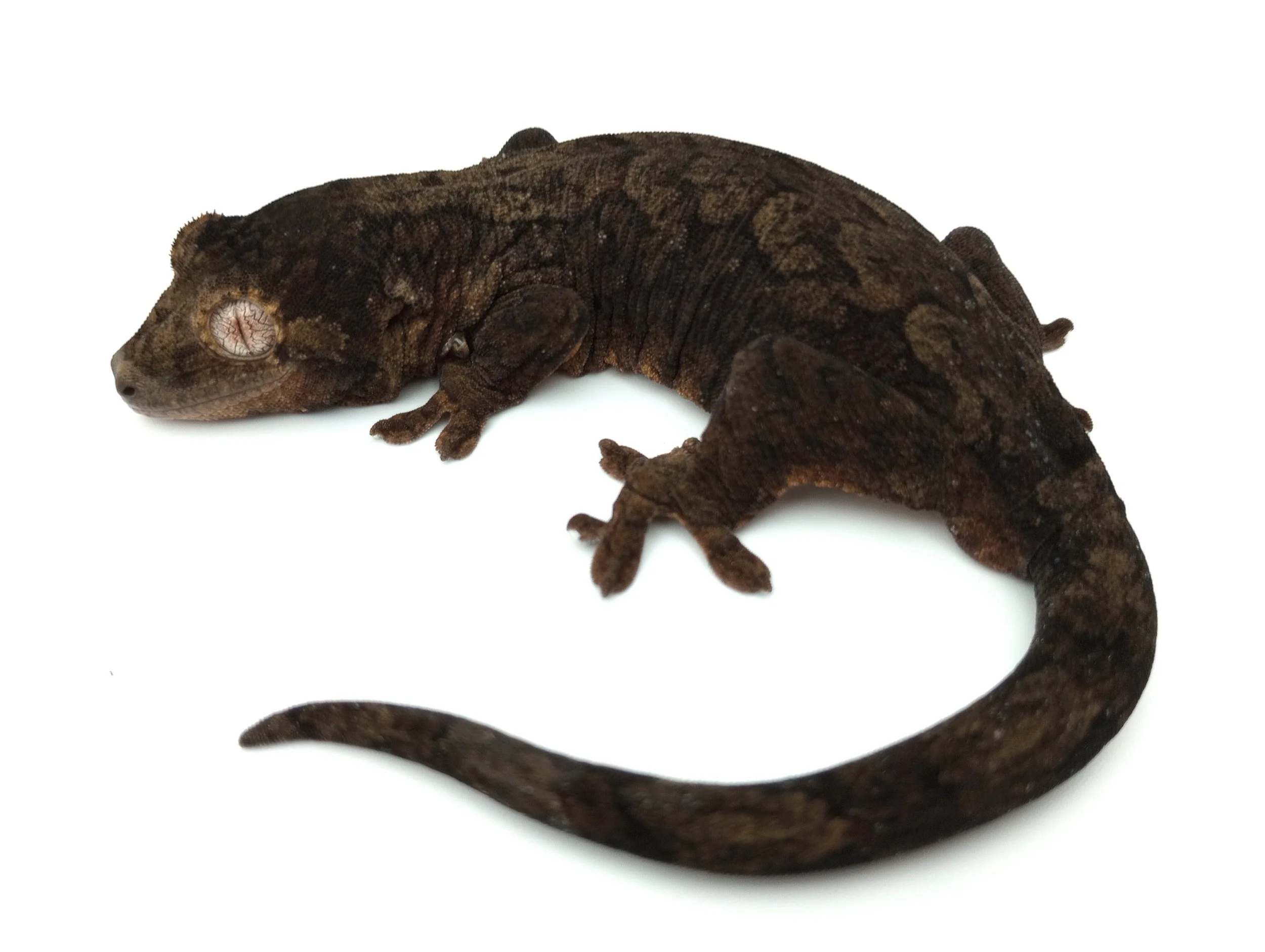 Dakotas Critter Studio