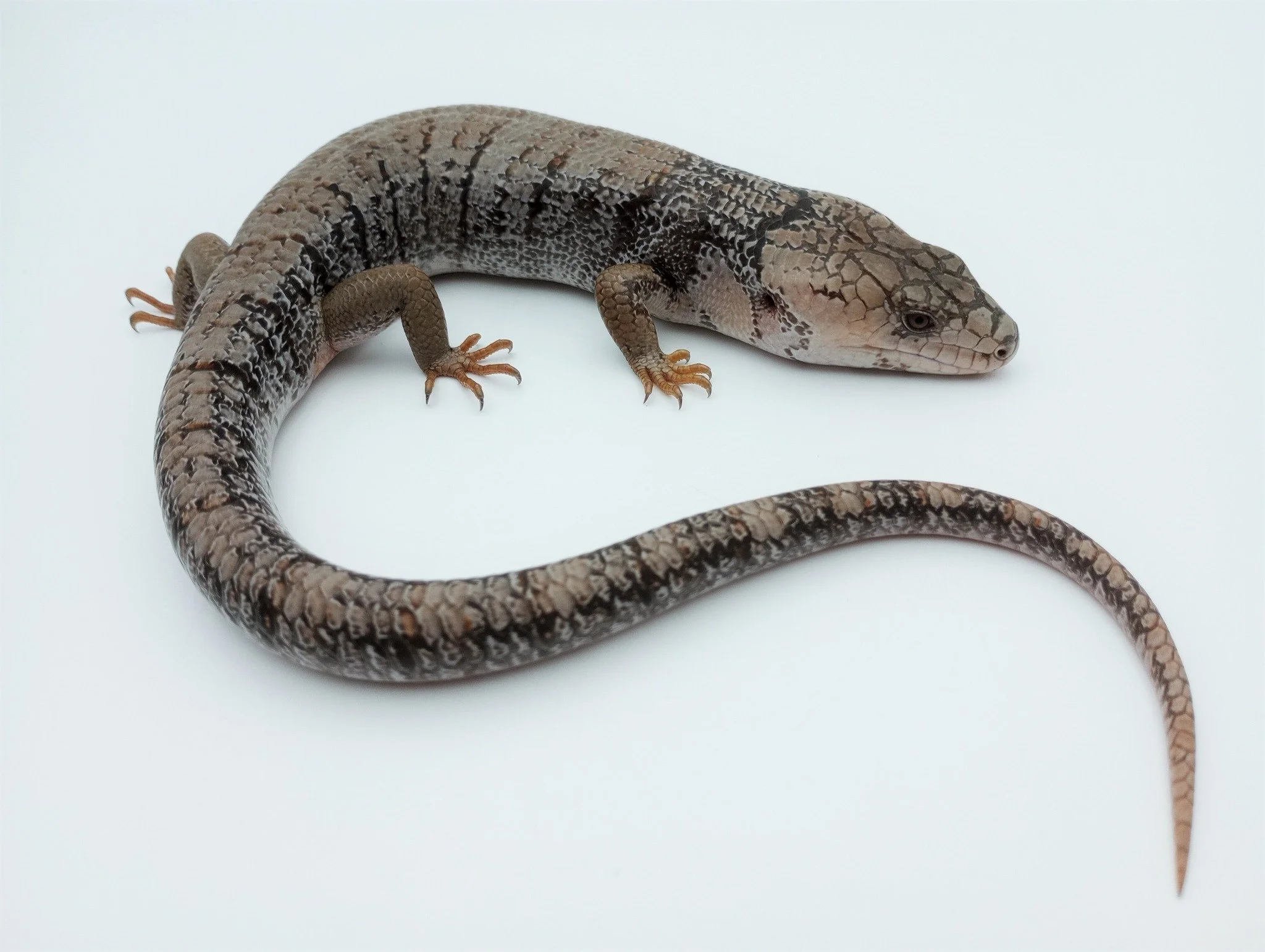 Dakotas Critter Studio