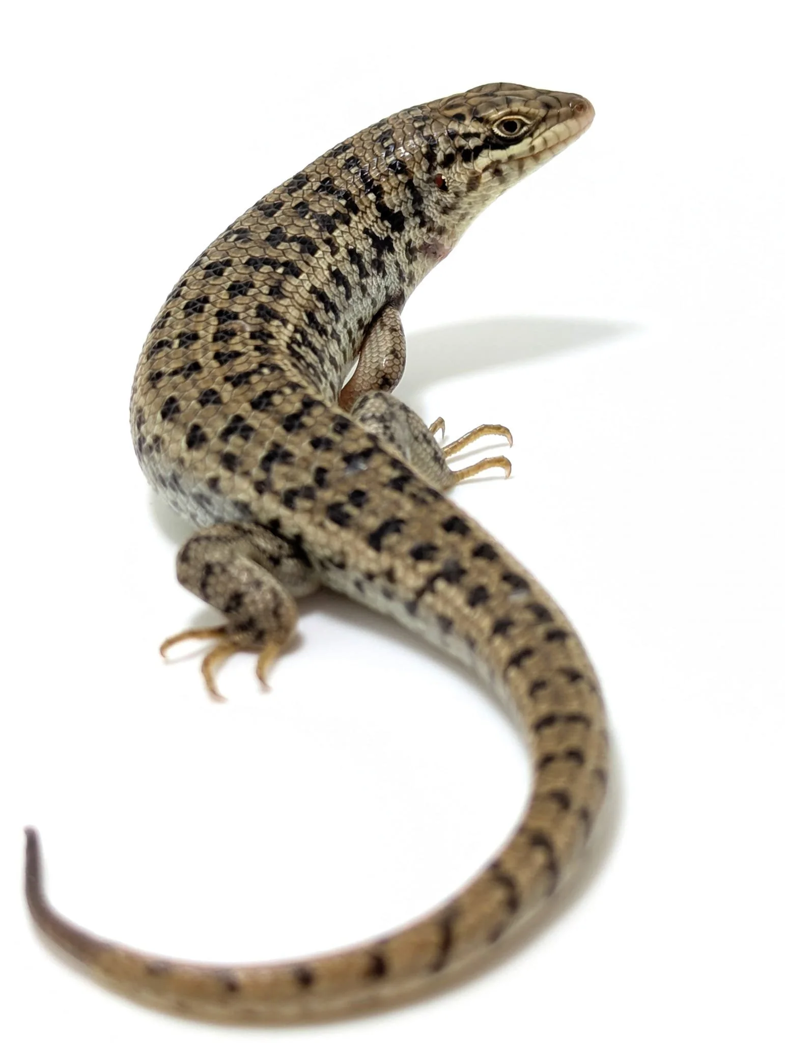 Dakotas Critter Studio