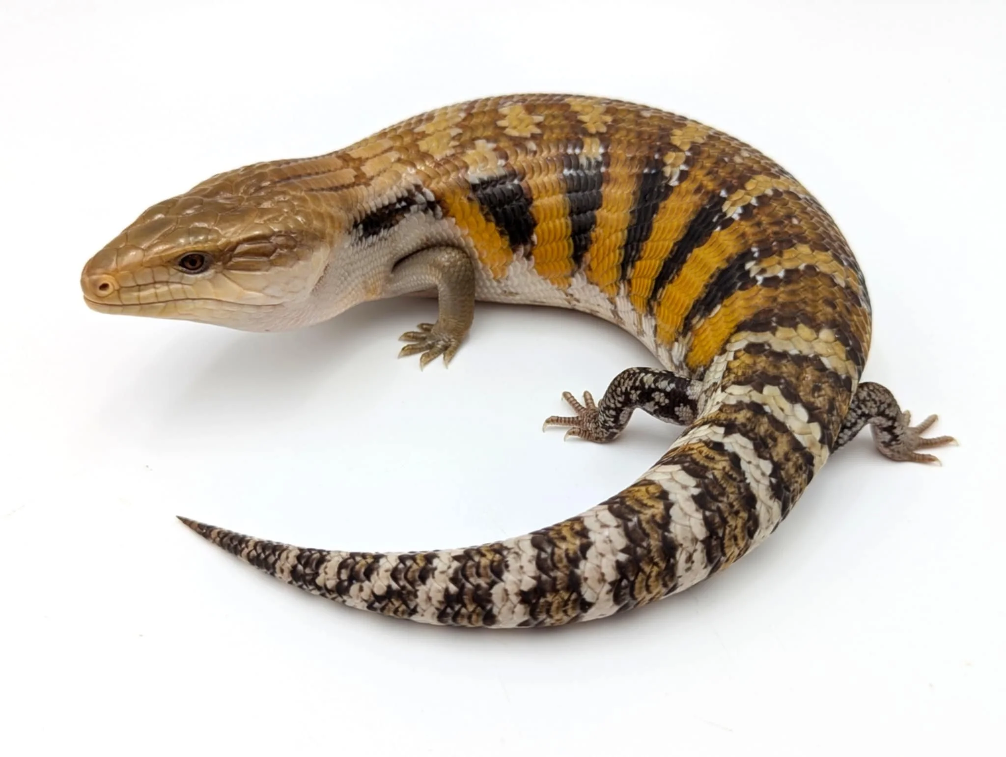 Dakotas Critter Studio
