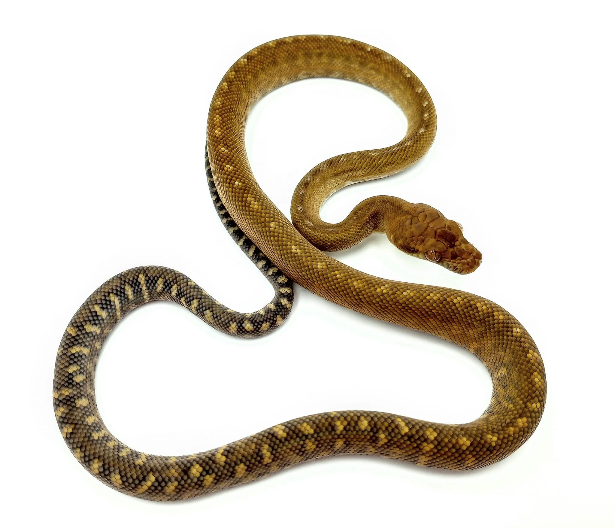 Dakotas Critter Studio