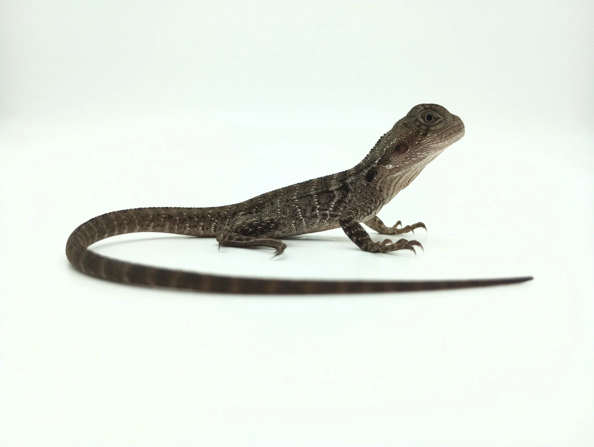 Dakotas Critter Studio