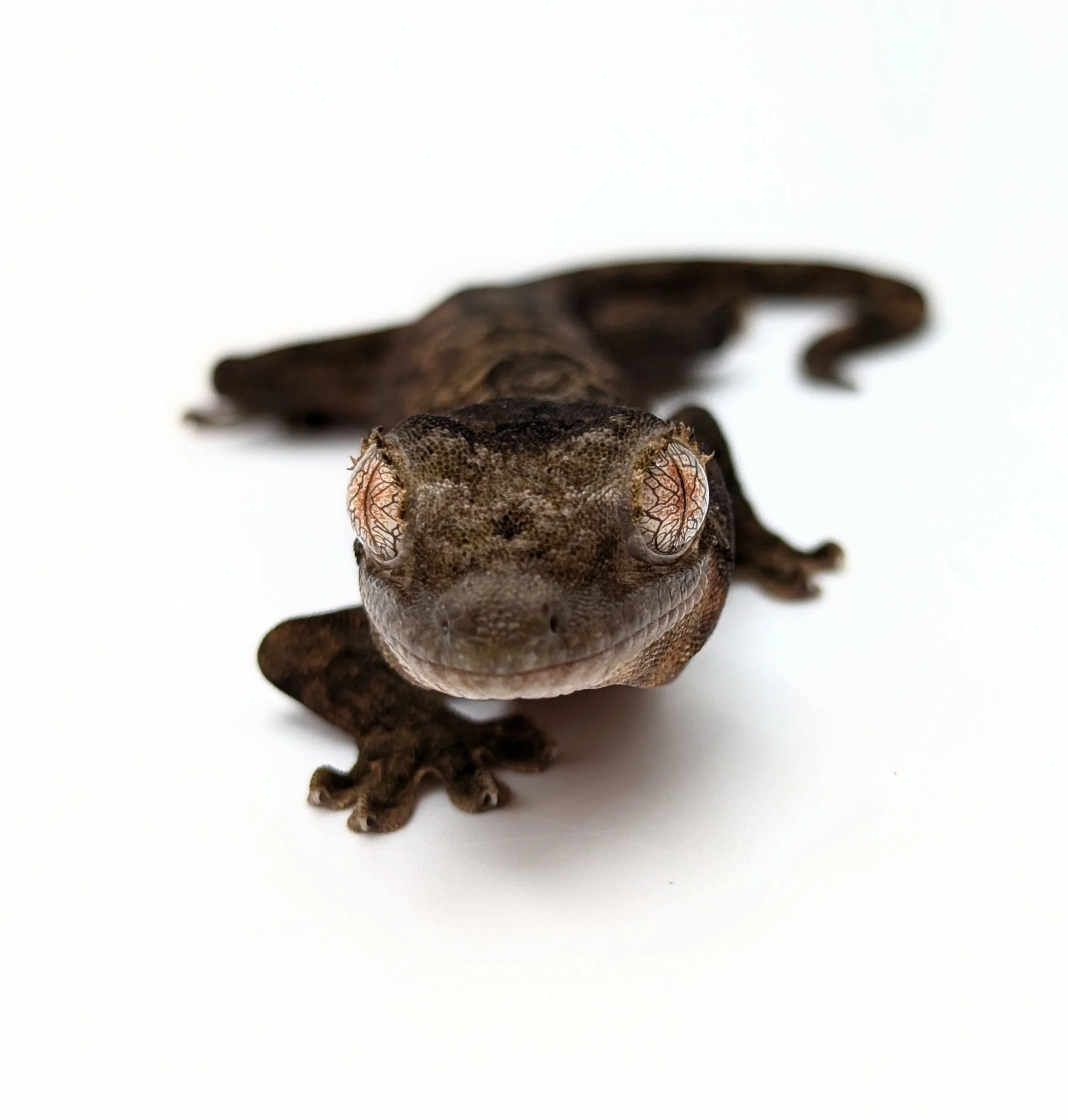 Dakotas Critter Studio