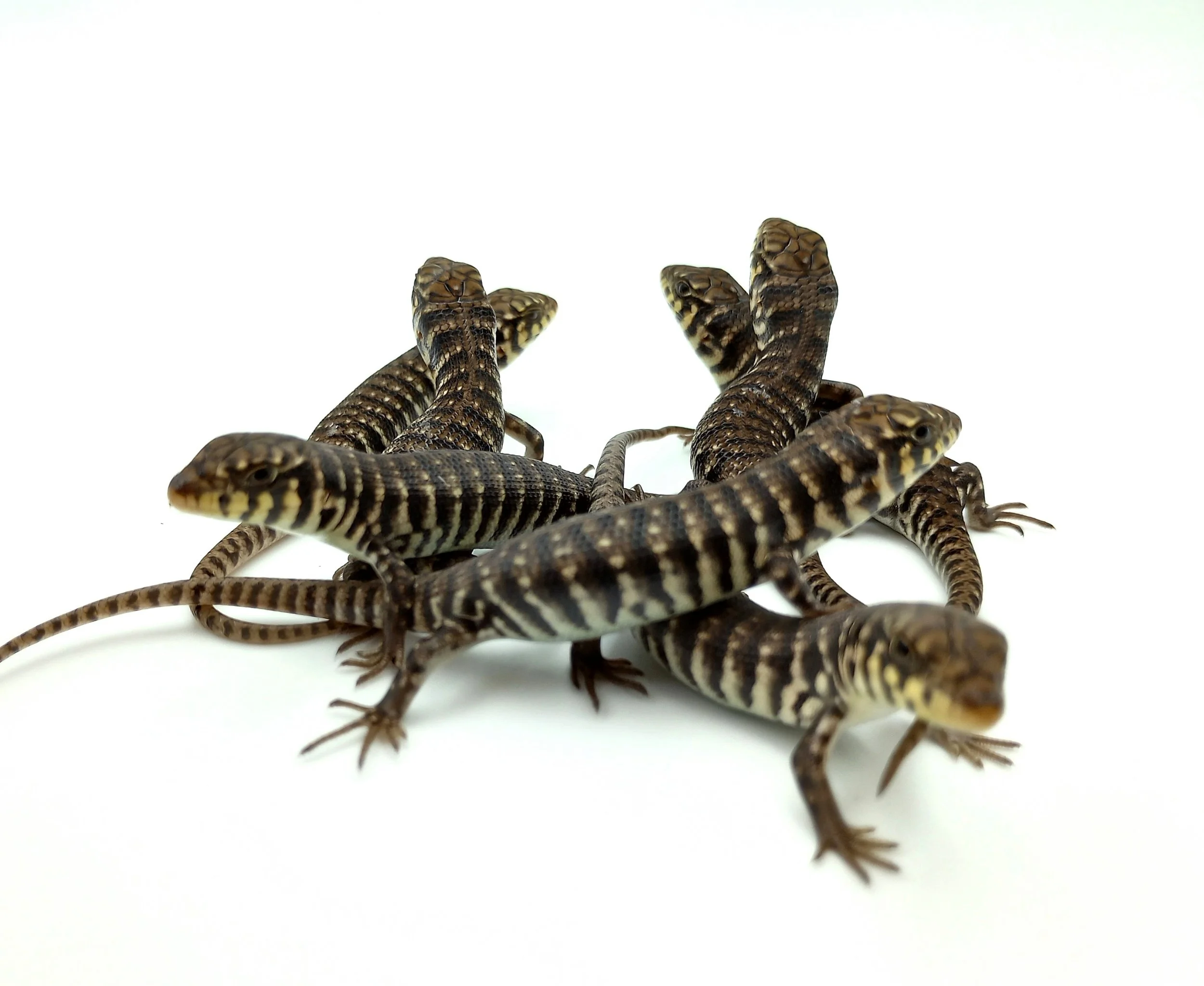 Dakotas Critter Studio