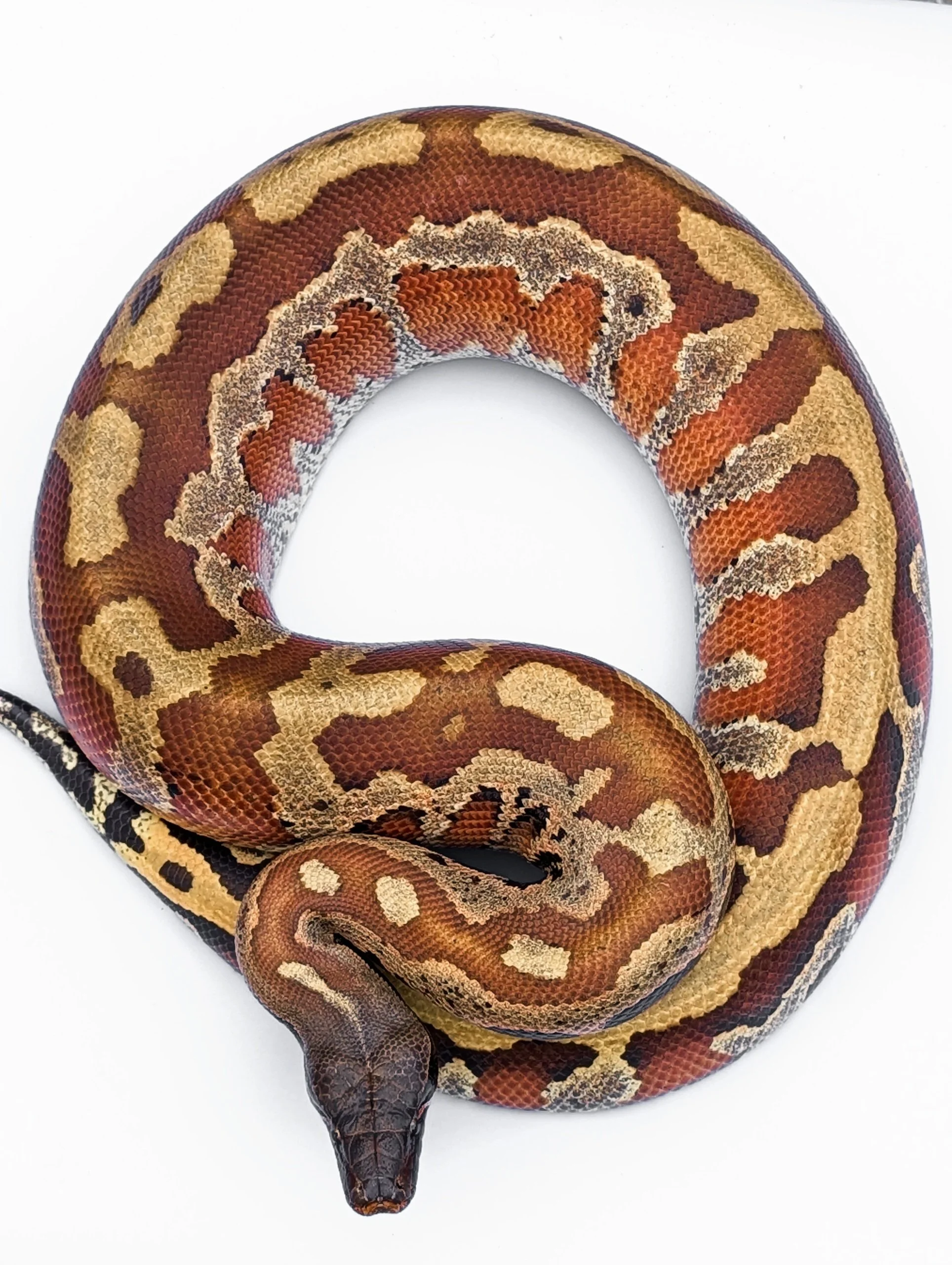 Dakotas Critter Studio